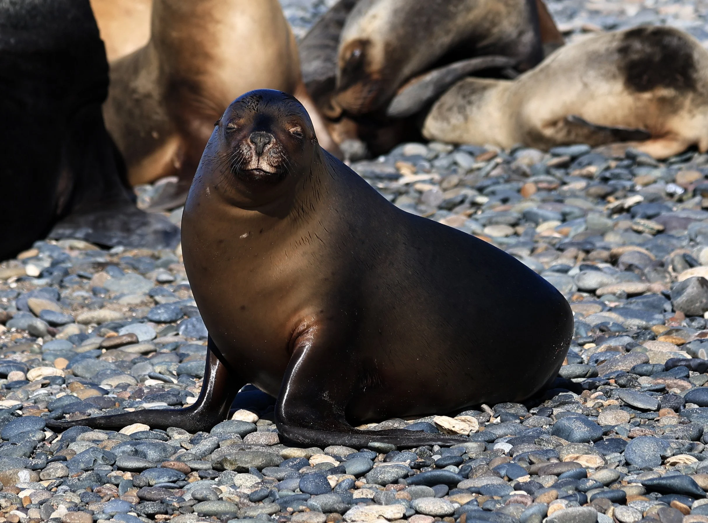 South American Sea Lion (Otaria flavescens) Puerto Rawson Argentina (56).jpg