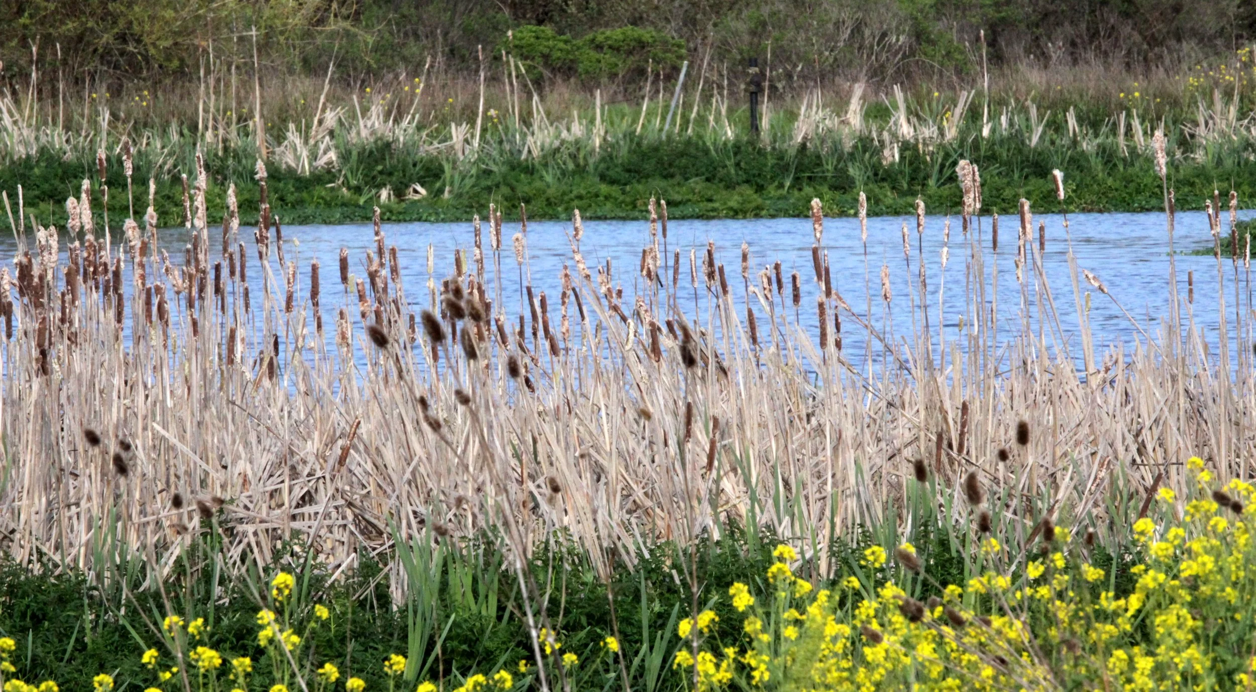 ARCATA MARSH CALIFORNIA.JPG