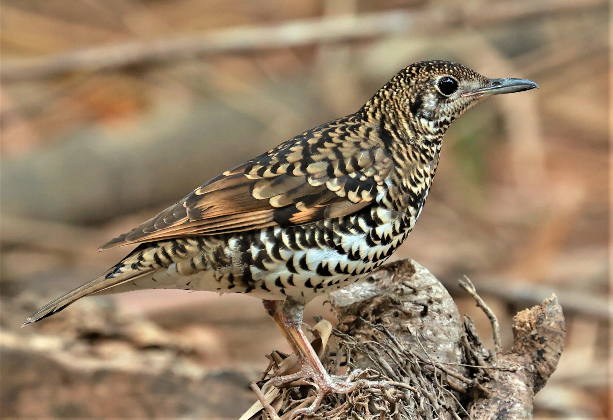 White's Thrush (Zoothera aurea) Putthamonthon Park Nakhon Pathom Thailand (211).jpg