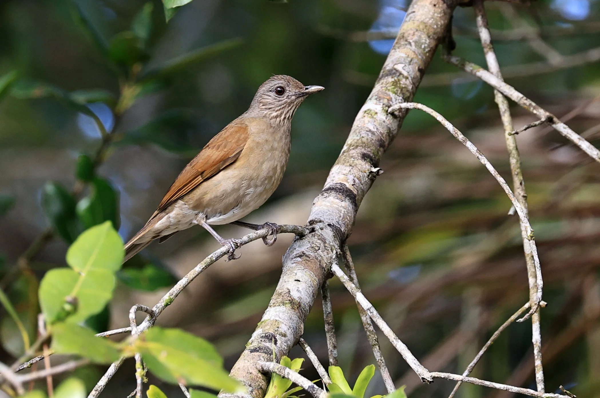 Pale-breasted Thrush (Turdus leucomelas) Superagui National Park, Brazil (3).jpg