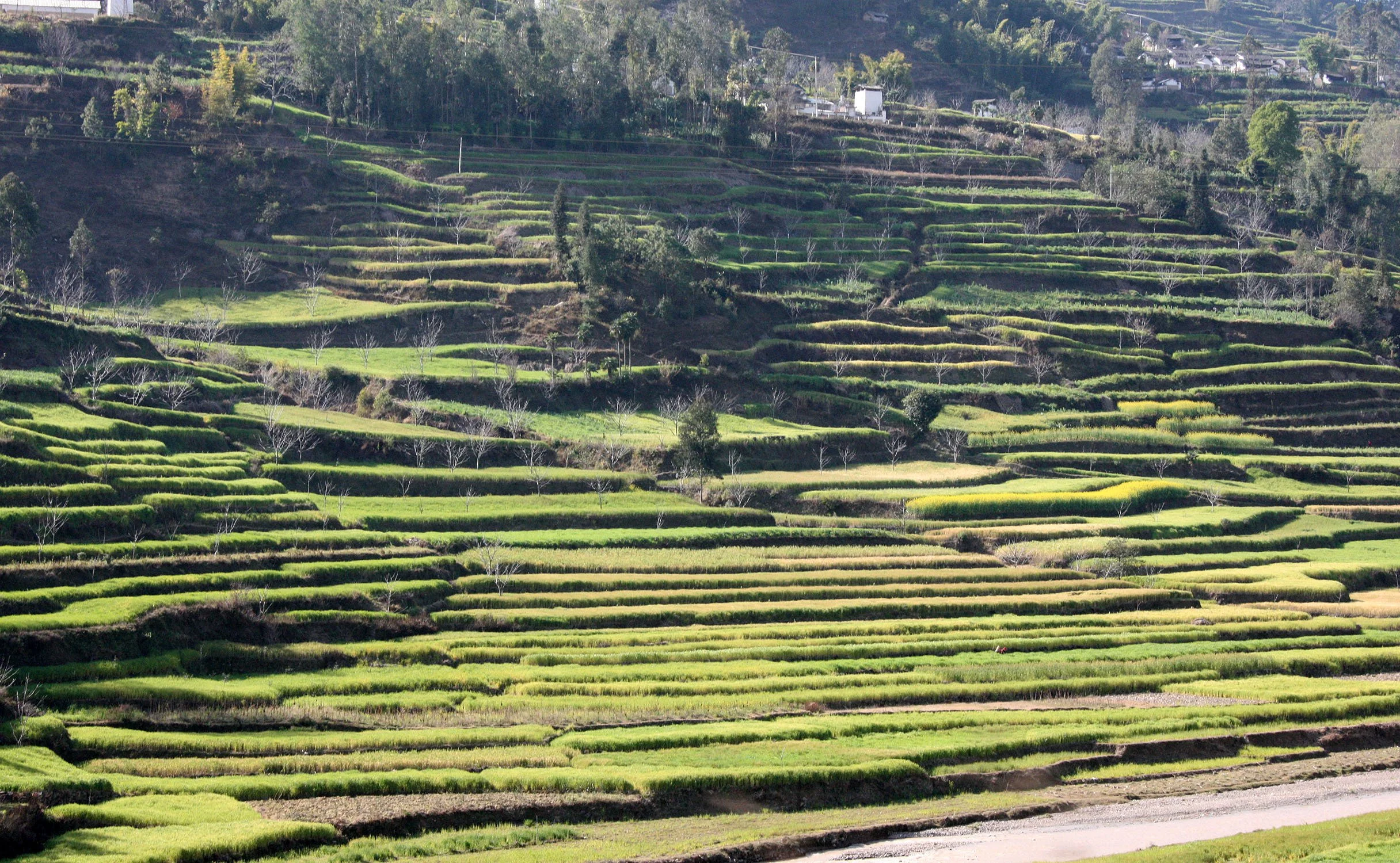 Terraces on the way to Wuliangshan