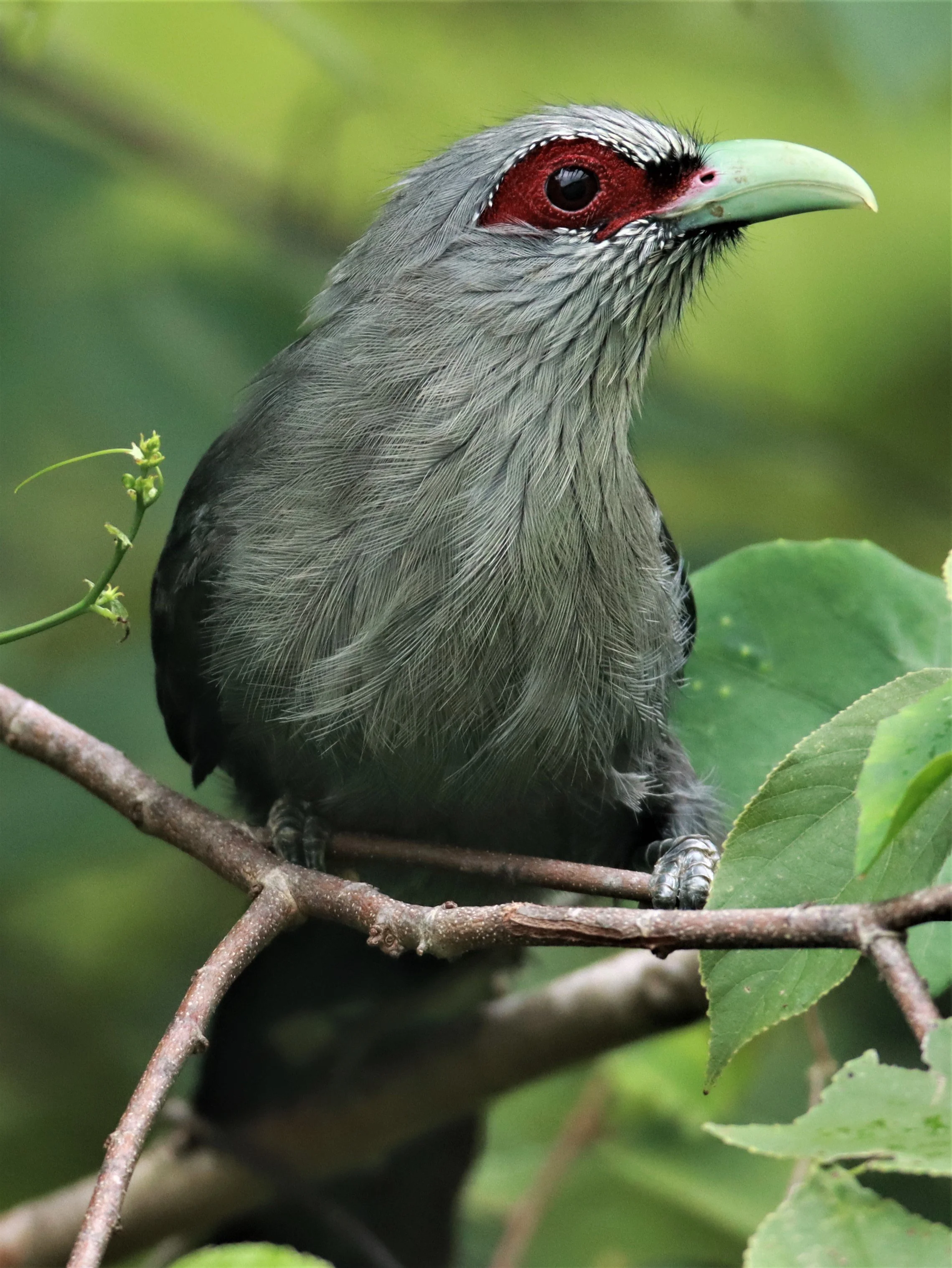 Green-billed Malkoha (Phaenicophaeus tristis) Nong Ya Plong Petchaburi Thailand (8).JPG