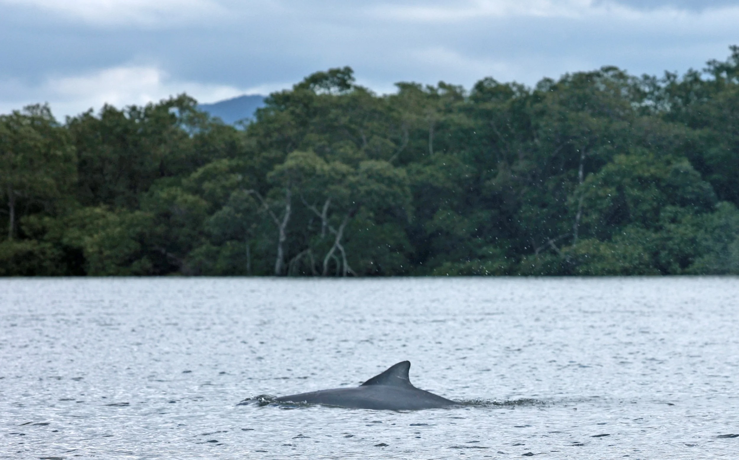 Guiana Dolphin (Sotalia guianensis) Superagüi National Park, Brazil (14).jpg