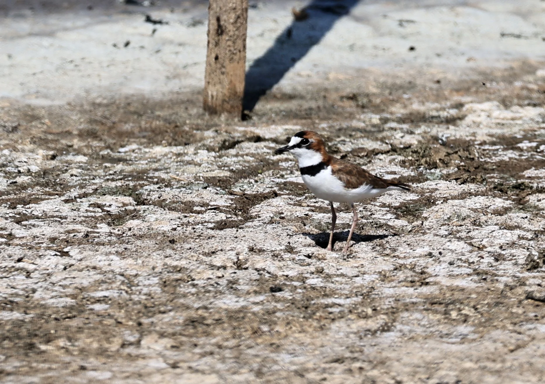 Collared Plover (Anarhynchus collaris) Chaco Lodge & Laguna Salada Paraguay (11).jpg
