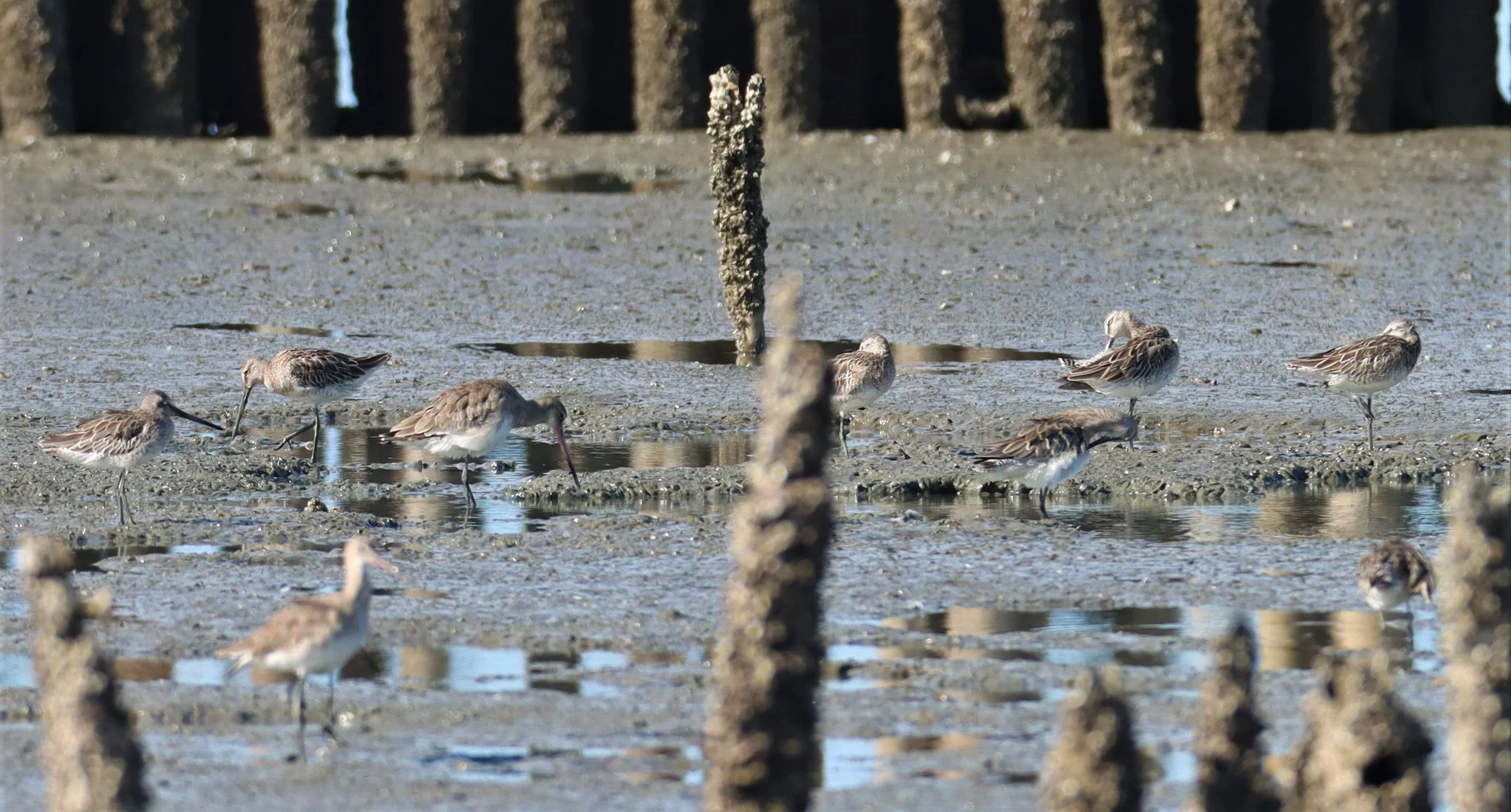 DOWITCHER - ASIAN DOWITCHER - Limnodromus semipalmatus - Mangrove Forest Research Center Samut Sakhon (57).jpg