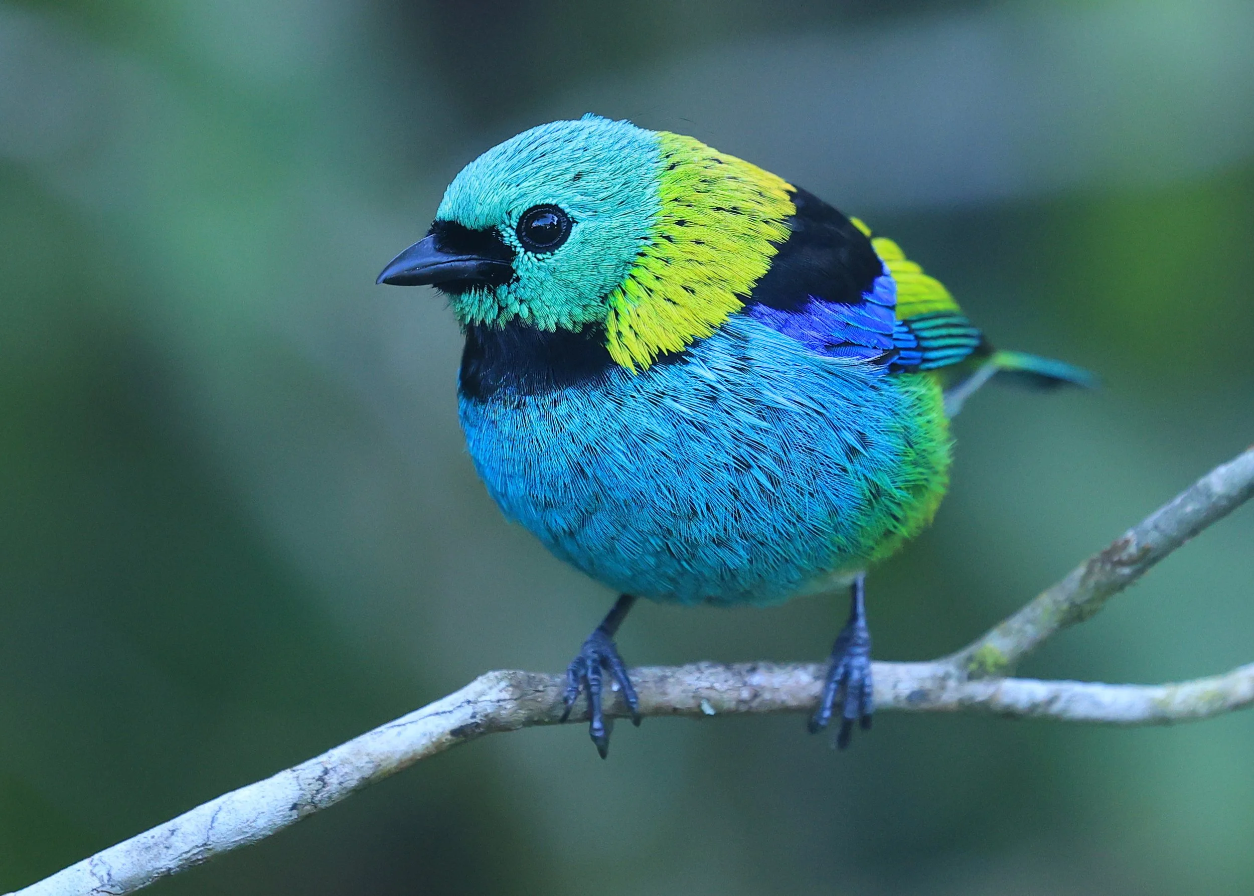 Green-headed Tanager (Tangara seledon)  Superagui National Park, Brazil (217).jpg