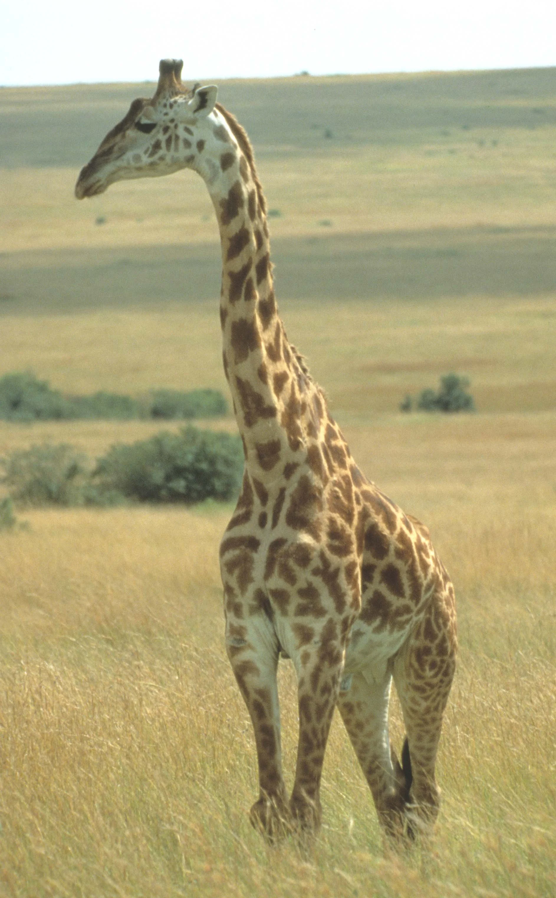 GIRAFFE-MASAI-SERENGETI 7.jpg