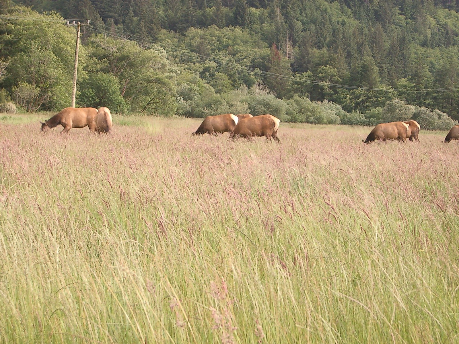 2004-6-12 LARRY AND KATRIS WEDDING IN EUREKA CALIFORNIA (28).JPG