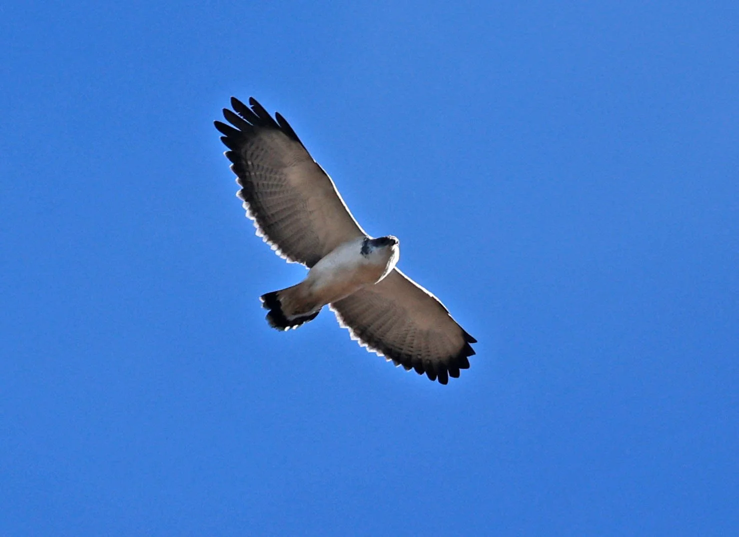 Hawk - Variable Hawk - Geranoaetus polyosoma - Papallacta Summit, Ecuador (2).jpg