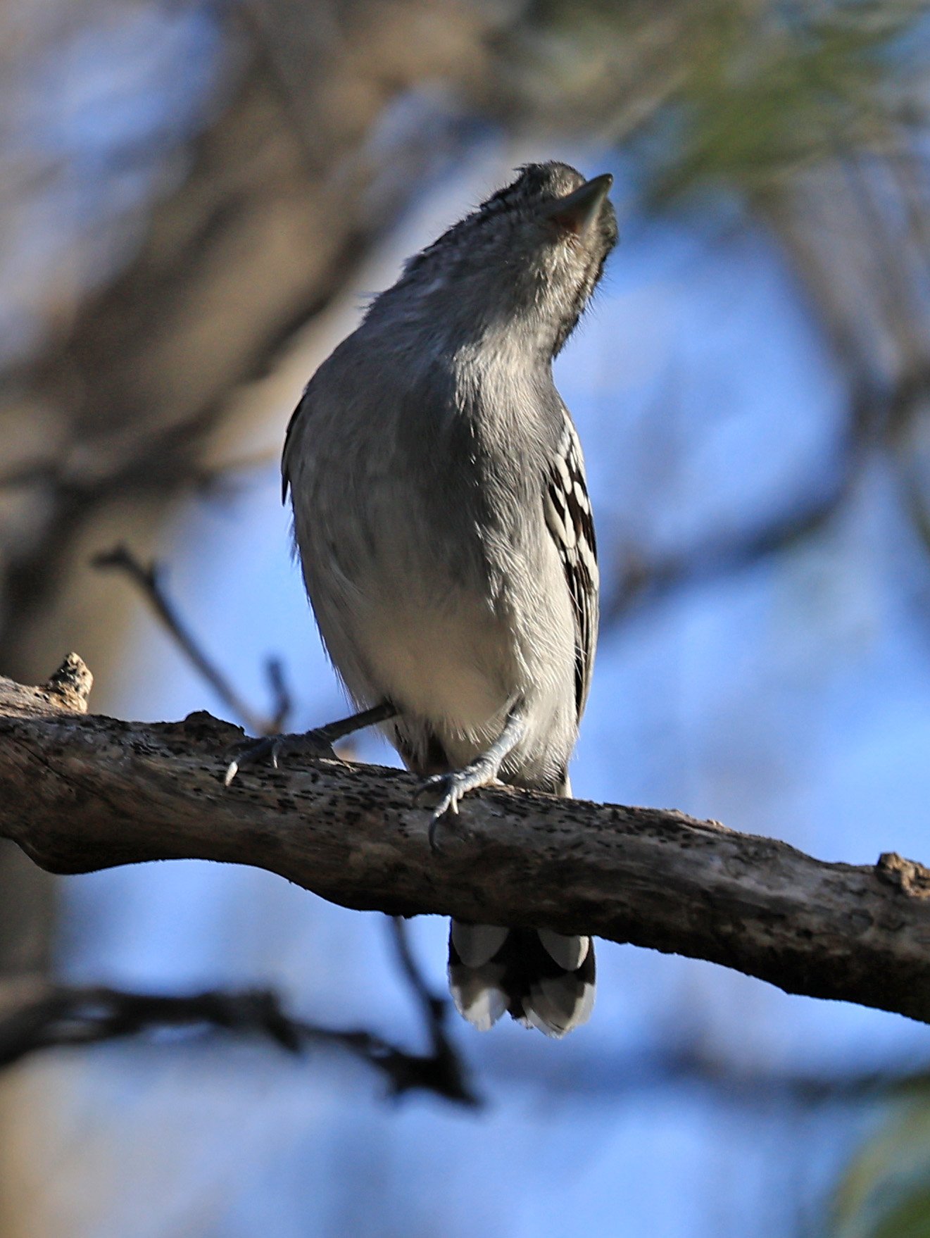 Bolivian Slaty-Antshrike (Thamnophilus sticturus) Agua Dulce Paraguay (2).jpg
