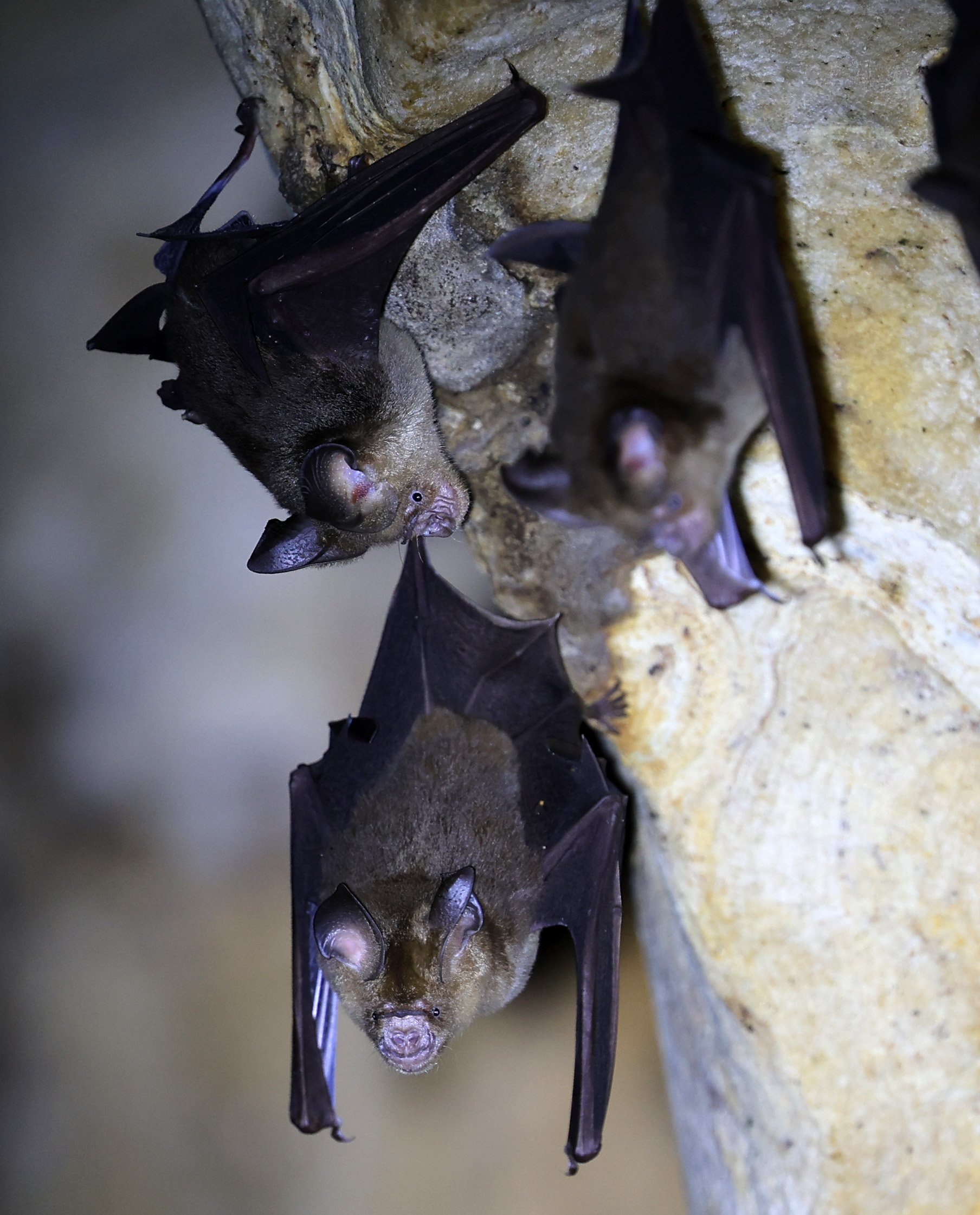 Horsfield’s Leaf-nosed Bat (Hipposideros.larvatus) Wat Tham Sila Thong Temple Pak Chong Thailand near Khao Yai (85).jpg