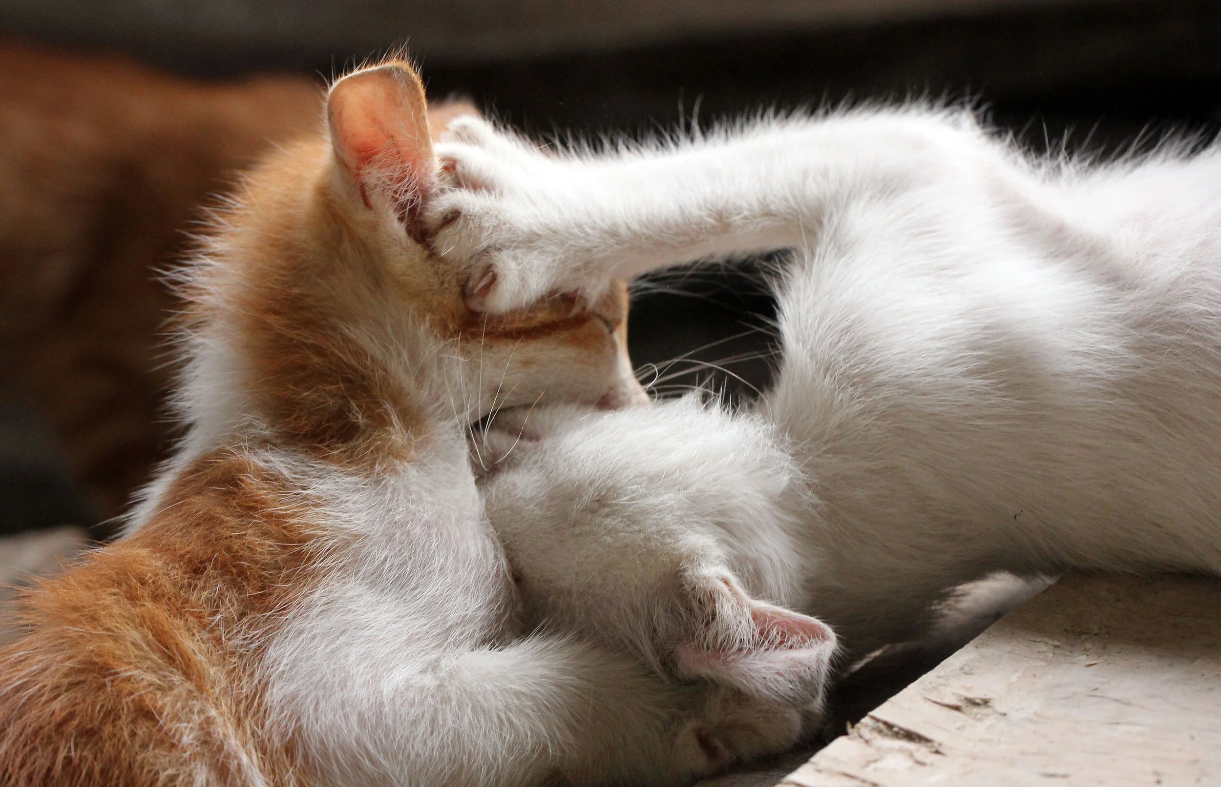 2015 Koh Lanta October Break Trip  (273).JPG