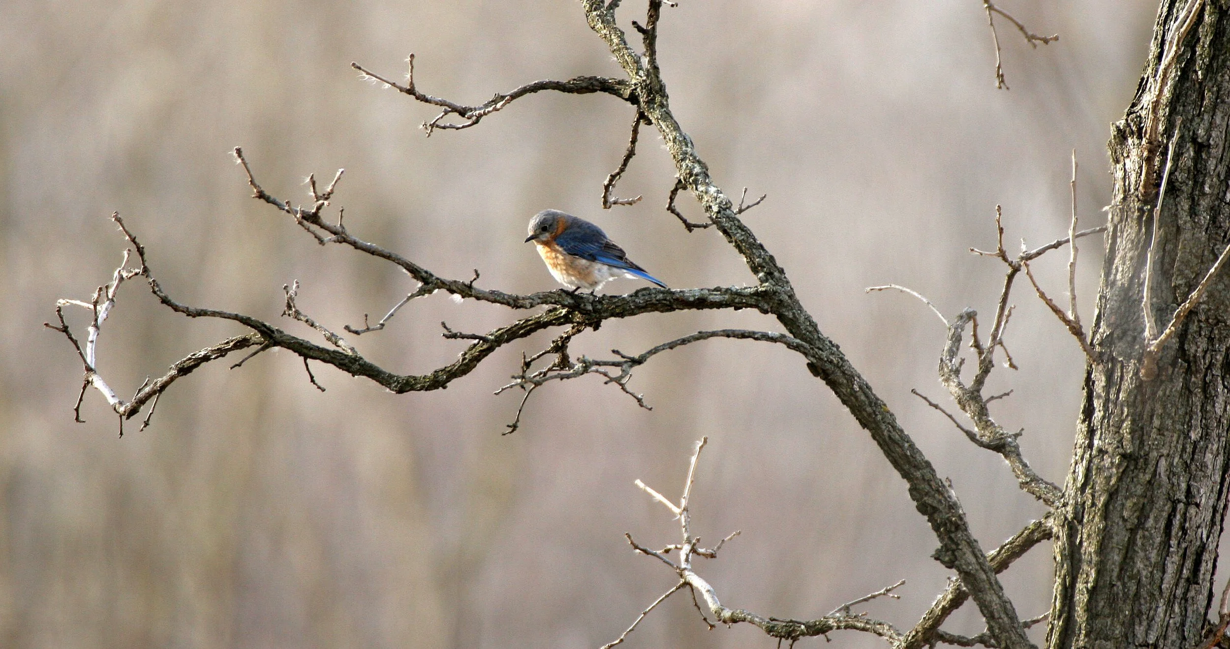 Eastern Bluebird (Sialia sialis) Lincoln Marsh Wheaton Illinois (36).JPG