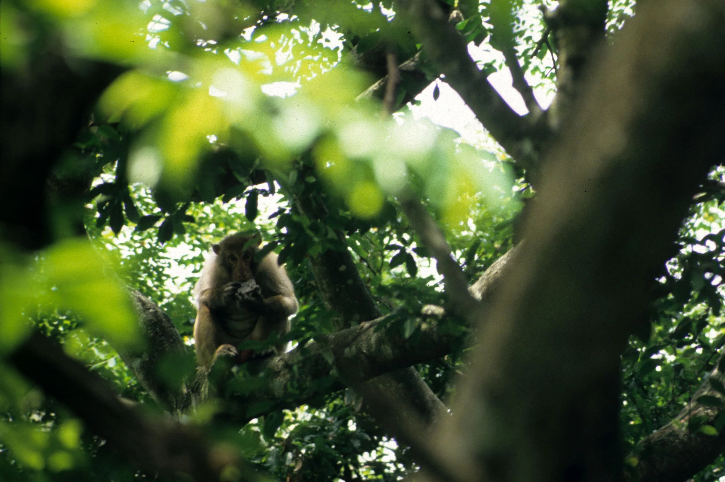 PRIMATE - MACAQUE - BEAR MACAQUE - HALONG BAY VIET NAM (2).jpg
