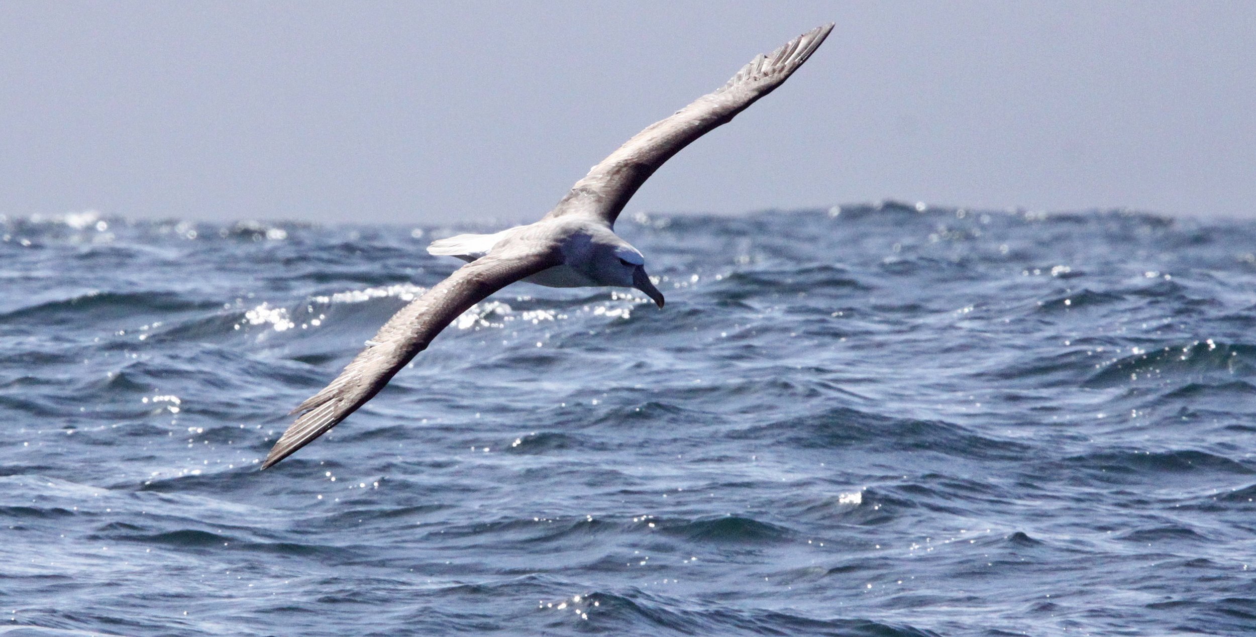 BIRD - ALBATROSS - SHY ALBATROSS - PLETTENBERG BAY SOUTH AFRICA (2).JPG