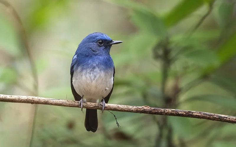 hainan-blue-flycatcher-cyornis hainanus-01.jpg