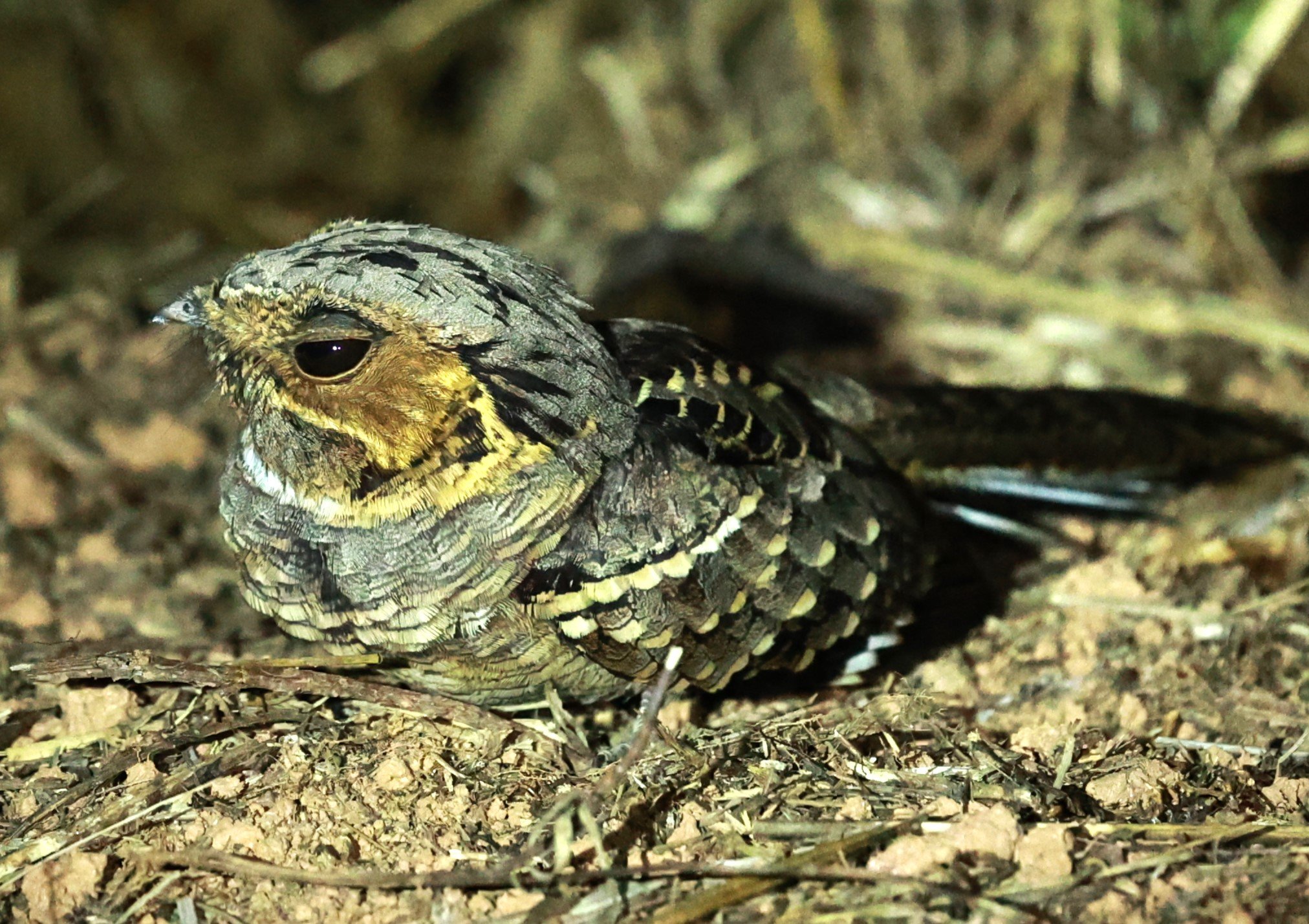 Nightjar - Scissor-tailed Nightjar - Hydropsalis torquata - Rio Doce State Park, Minas Gerais, Brazil (4).JPG