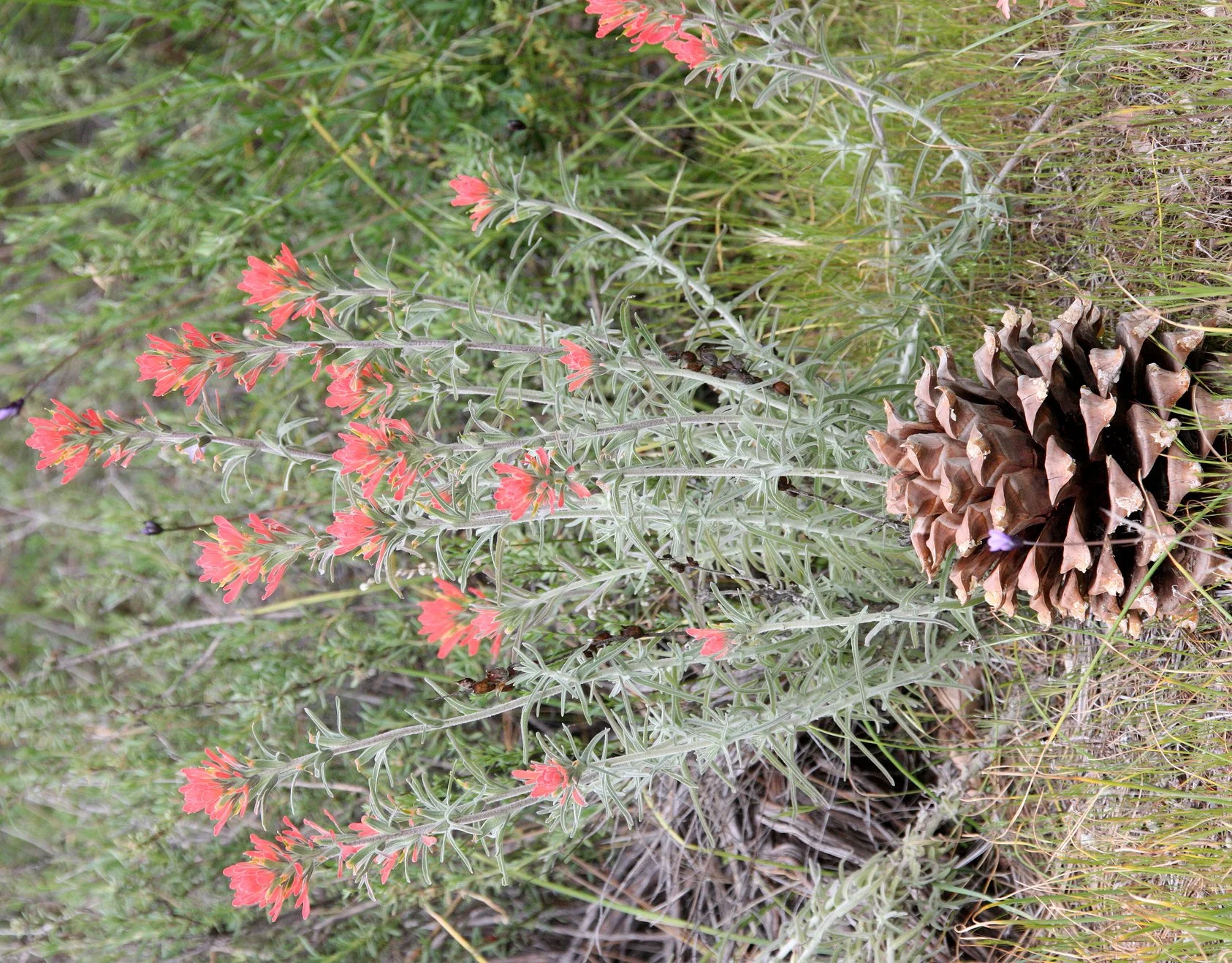 OROBANCHACEAE - CASTELLEJA FOLIOLOSA - WOOLLY INDIAN PAINTBRUSH - PINNACLES NATIONAL MONUMENT CALIFORNIA (6).JPG