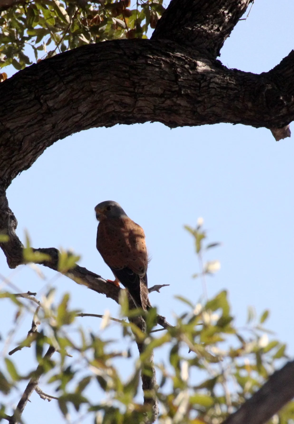 BIRD - KESTREL - ROCK KESTREL - FALCO RUPICOLIS - PLANET BAOBAB RESERVE KALAHARI (2).JPG