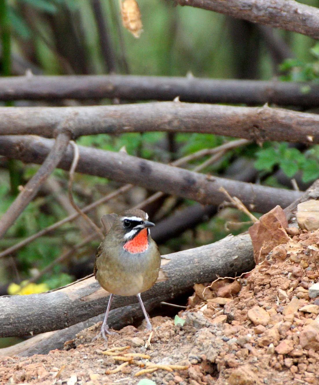 RUBYTHROAT - SIBERIAN RUBYTHROAT - Luscinia calliope - BUENG BORAPHET THAILAND (12).JPG