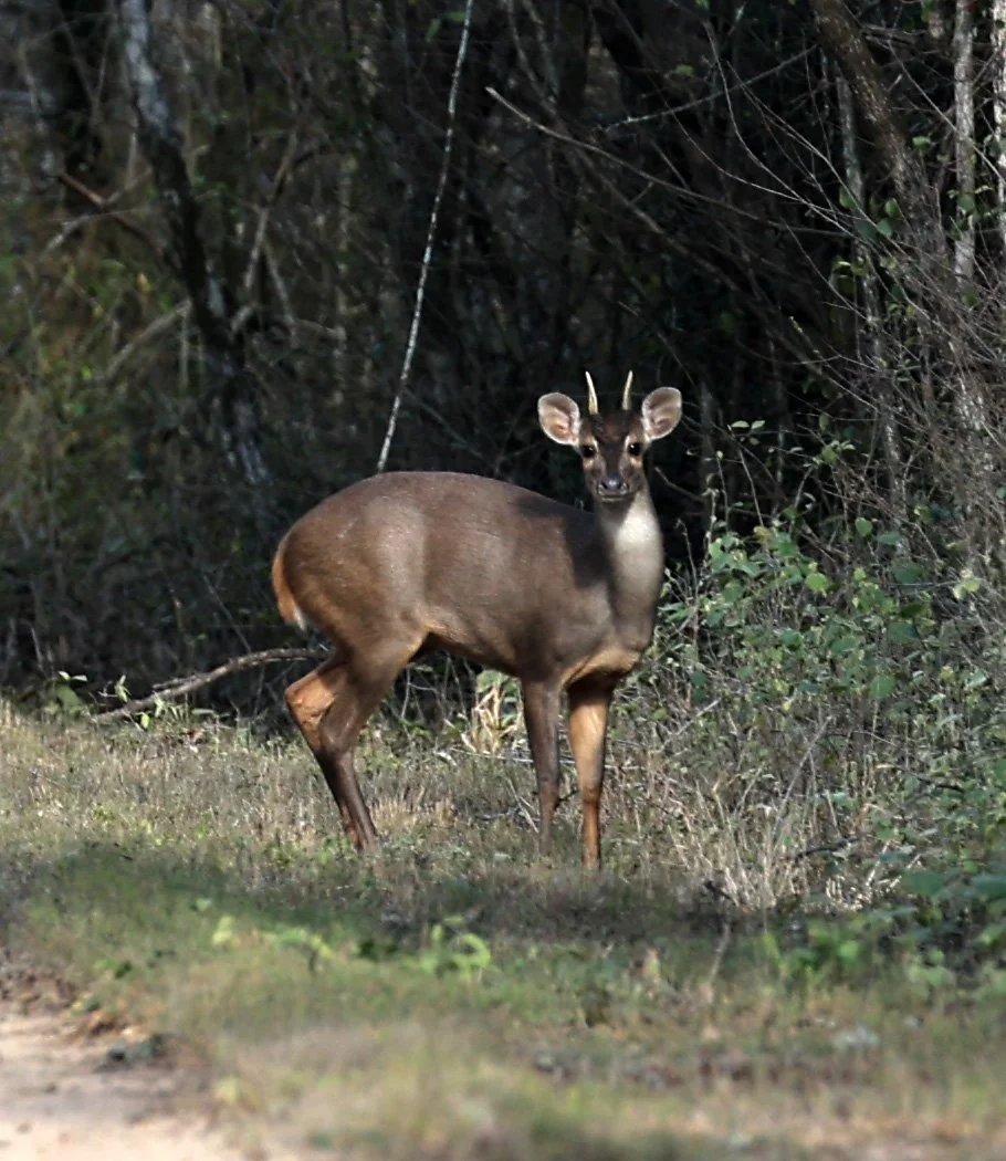 Southern Brown Brocket (Subulo gouazoubira) Selva Serena Natural Reserve (19).jpg
