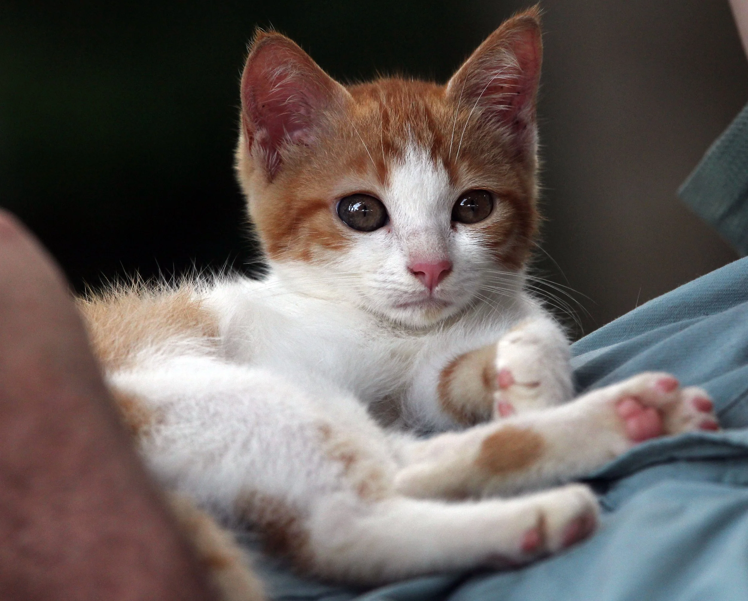 2015 Koh Lanta Summer Misc Images (358).JPG