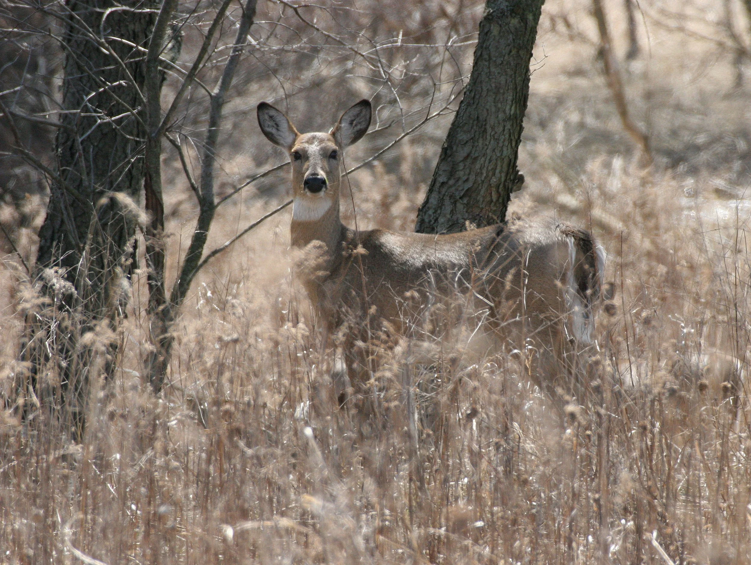 Odocoileus virginianus borealis - NORTHERN WHITE-TAILED DEER - SPRINGBROOK FOREST PRESERVE ILLINOIS (19).JPG