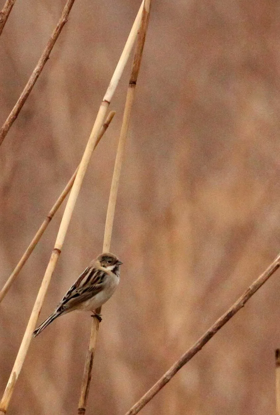 Pallas's (Reed) Bunting (Emberiza pallasi) Yancheng China (2).JPG