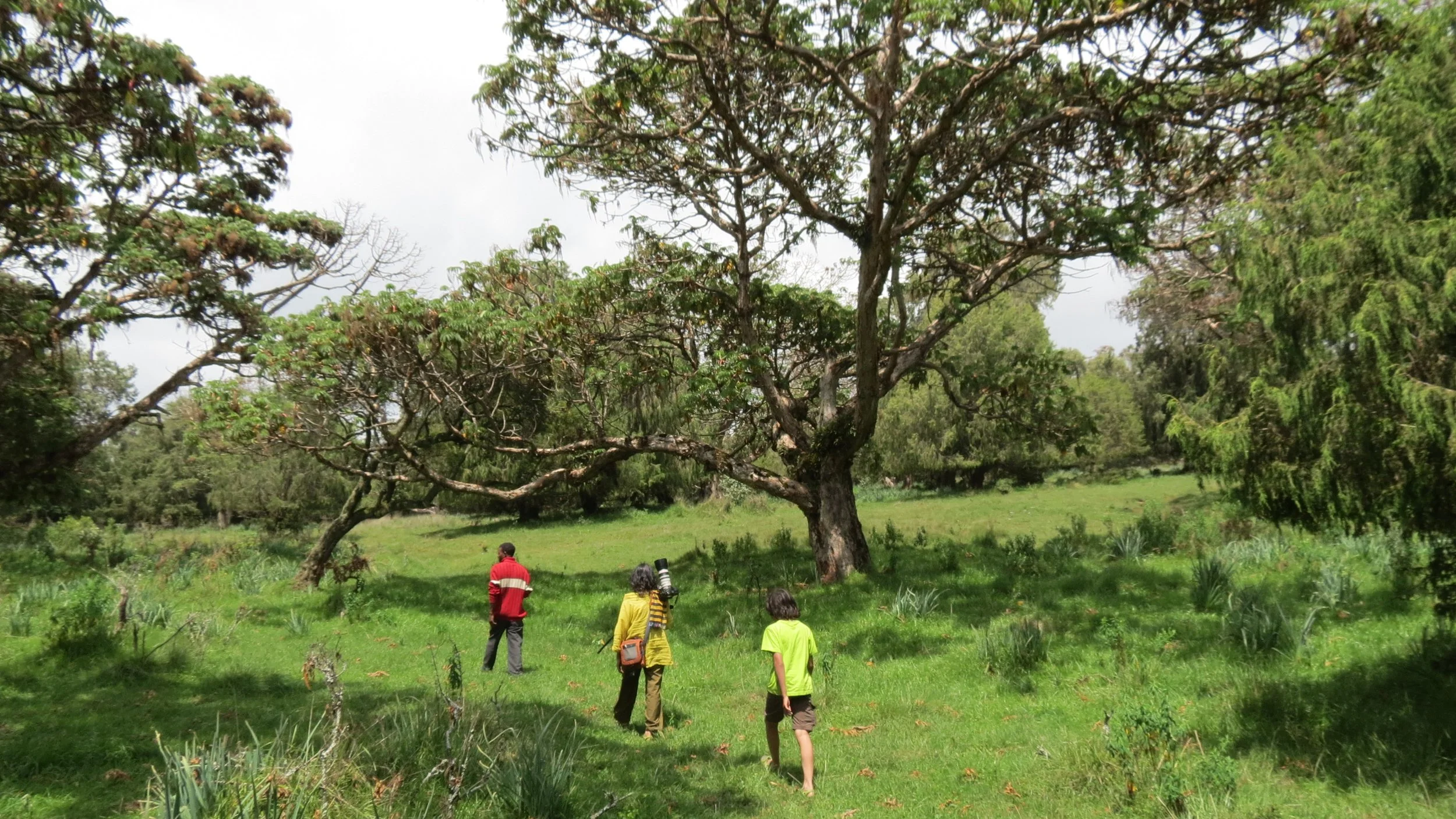 BALE MOUNTAINS NATIONAL PARK ETHIOPIA DINSHO (1).JPG
