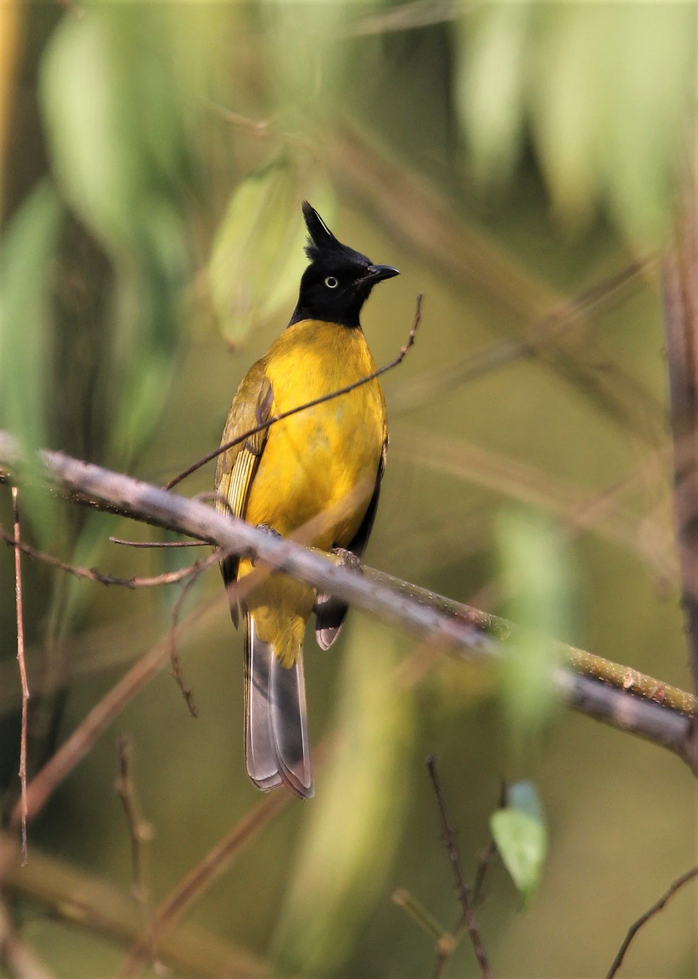 BULBUL - BLACK CRESTED BULBUL - Pycnonotus melanicterus - KAENG KRACHAN NATIONAL PARK THAILAND (3).jpg