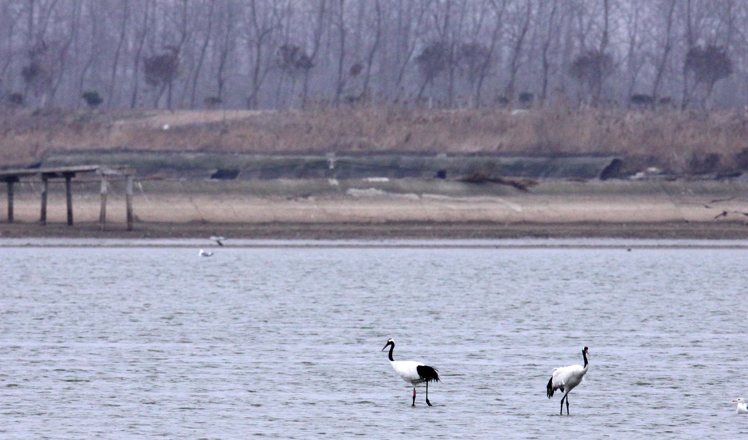 BIRD - CRANE - RED-CROWNED CRANE- YANCHENG CHINA (11).JPG