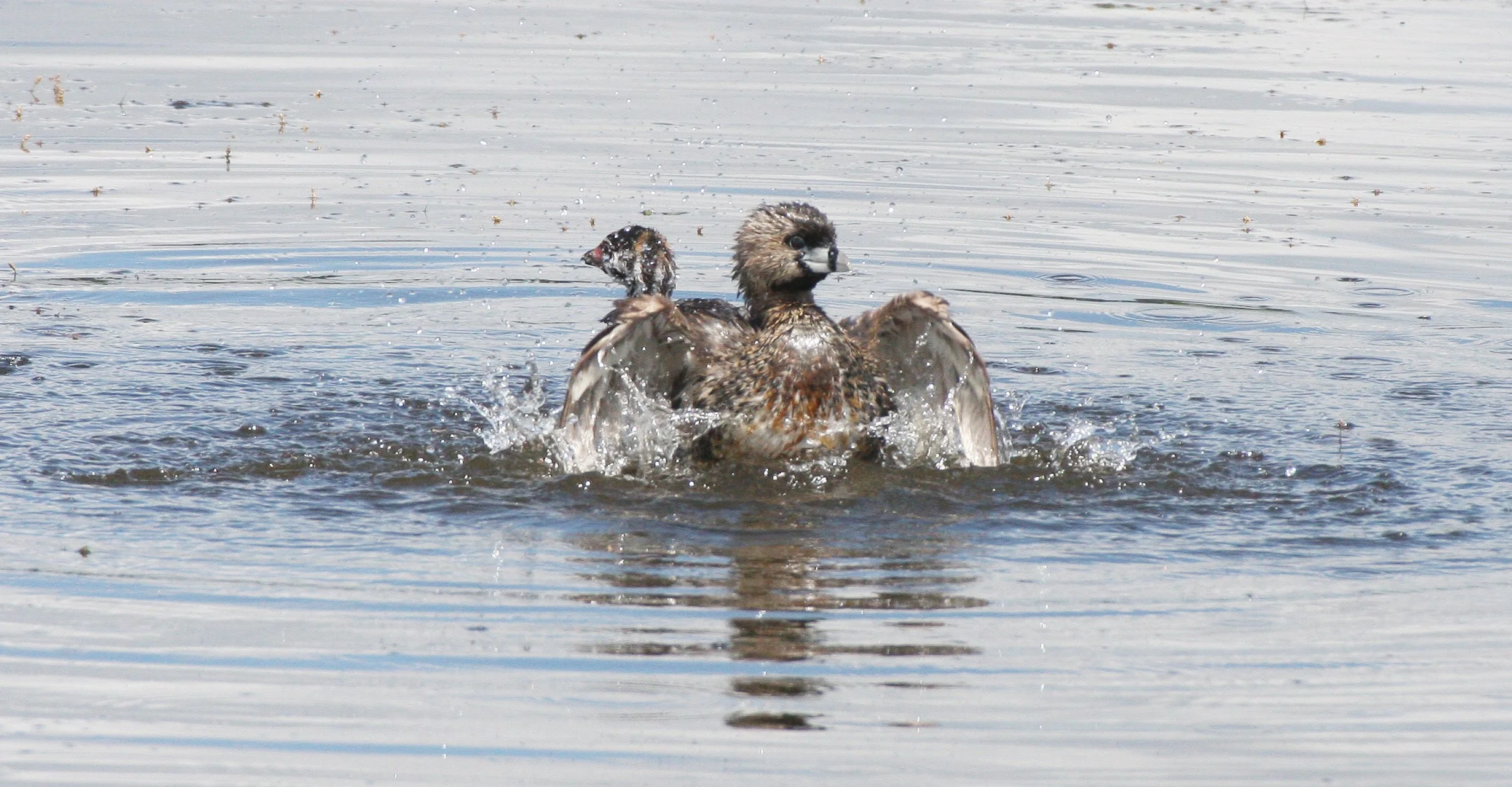 Pied-billed Grebe (Podilymbus podiceps) Ridgefield NWR Washington (60).JPG