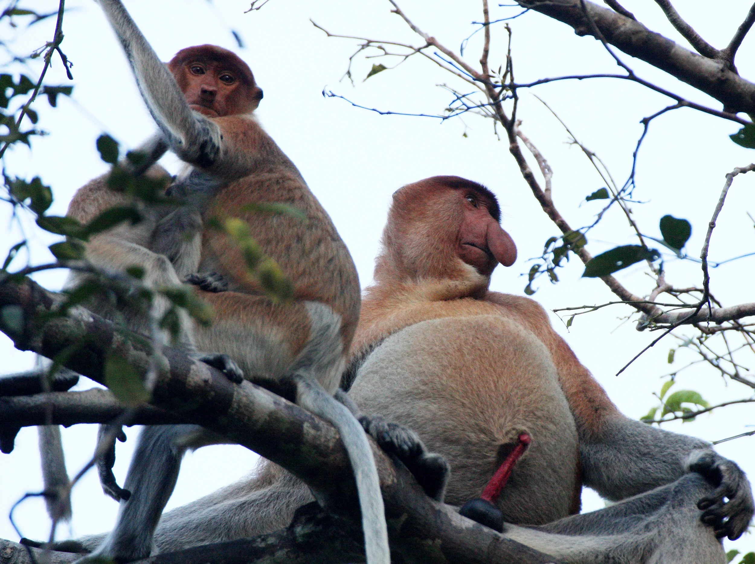 CERCOPITHECIDAE - Nasalis larvatus -PROBOSCIS MONKEY TROOP - KINABATANGAN RIVER BORNEO  (52).JPG