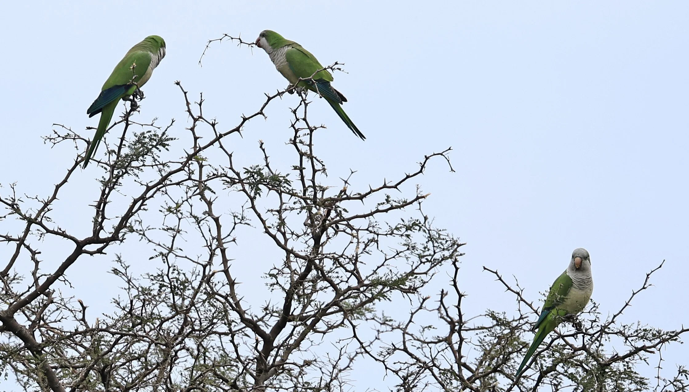 Monk Parakeets (Myiopsitta monachus) El Palmar National Park, Entre Rios, Argentina (2).jpg