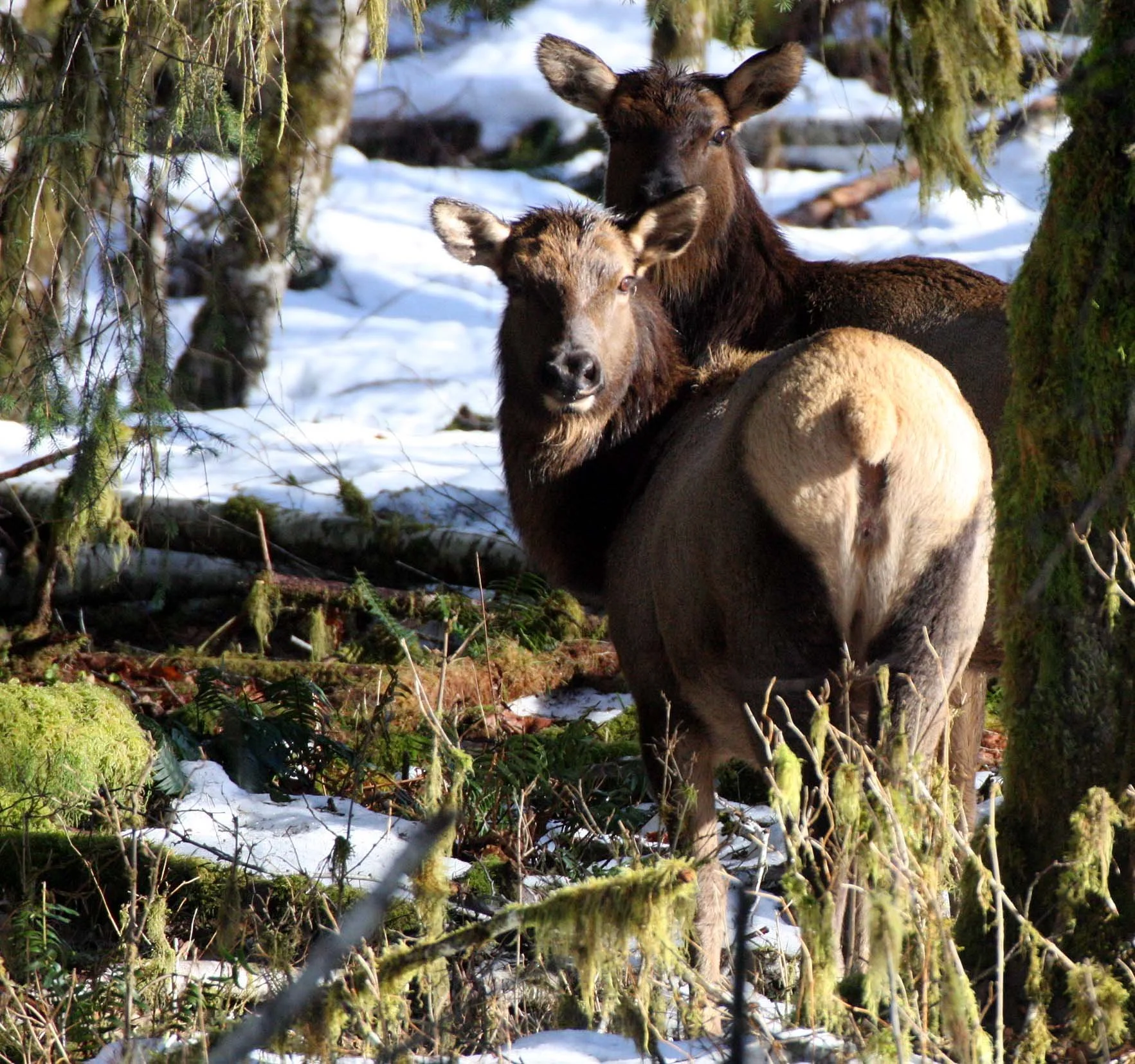 CERVID - ELK- ROOSEVELT ELK - HOH RAINFOREST WA (28).JPG