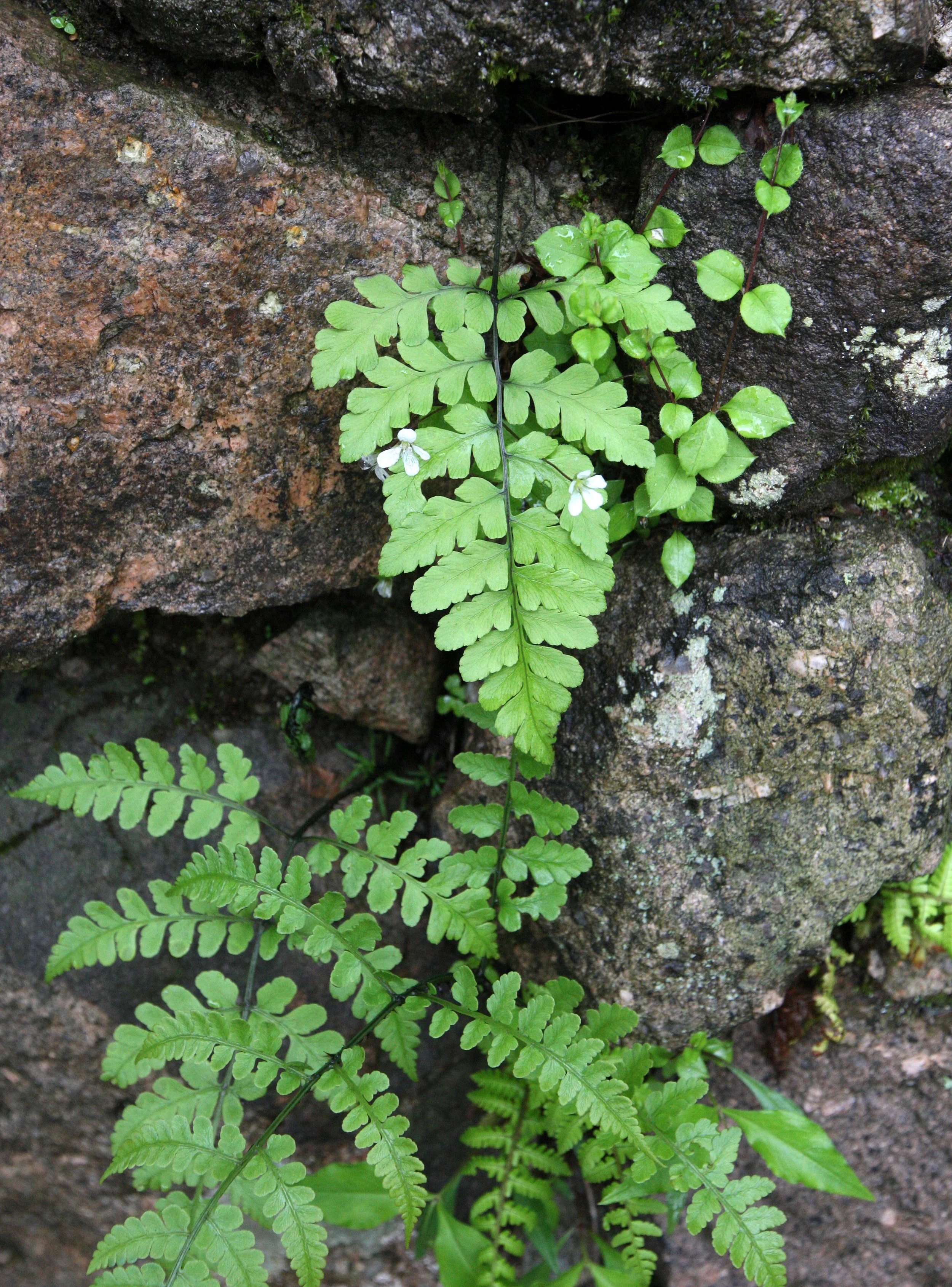 HUANGSHAN NATIONAL PARK ANHUI PROVINCE CHINA (222).JPG