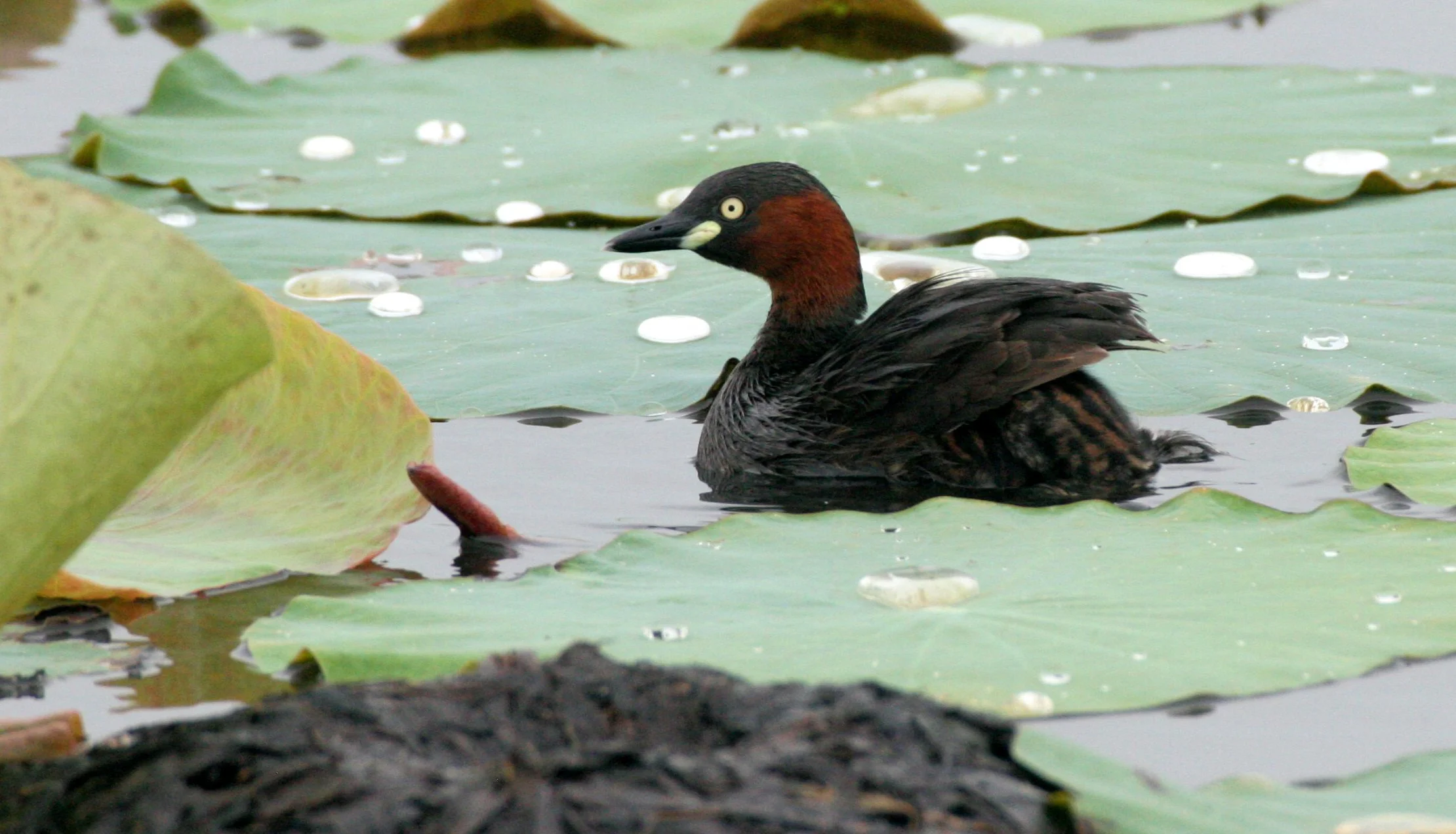 Little Grebe (Tachybaptus ruficollis) Bueng Boraphet Wetlands Nakhon Sawan Thailand (15).JPG