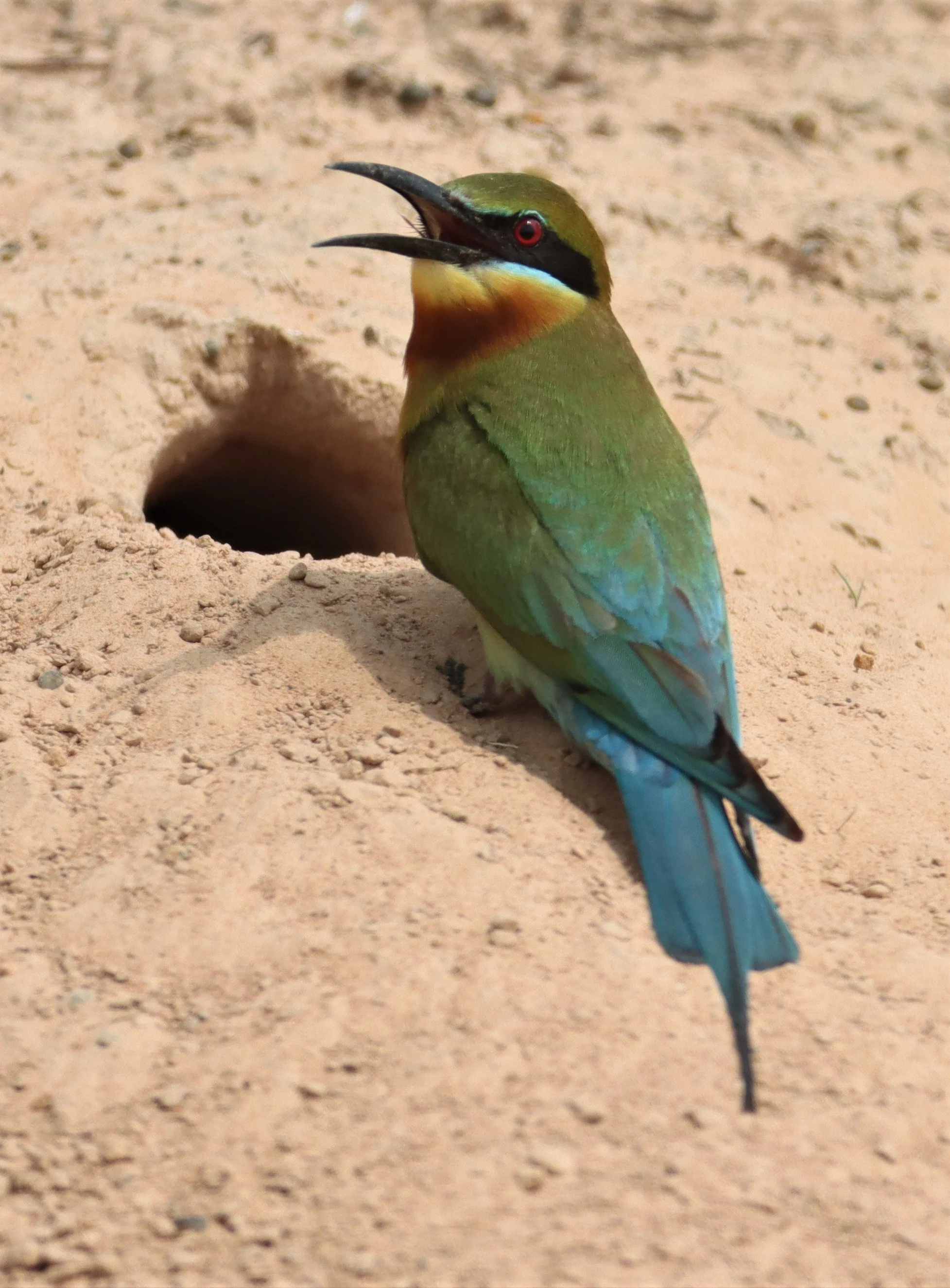 BEE-EATER - BLUE-TAILED BEE-EATER - Merops philippinus - KABIN BURI WETLANDS IN TOWN (25).jpg