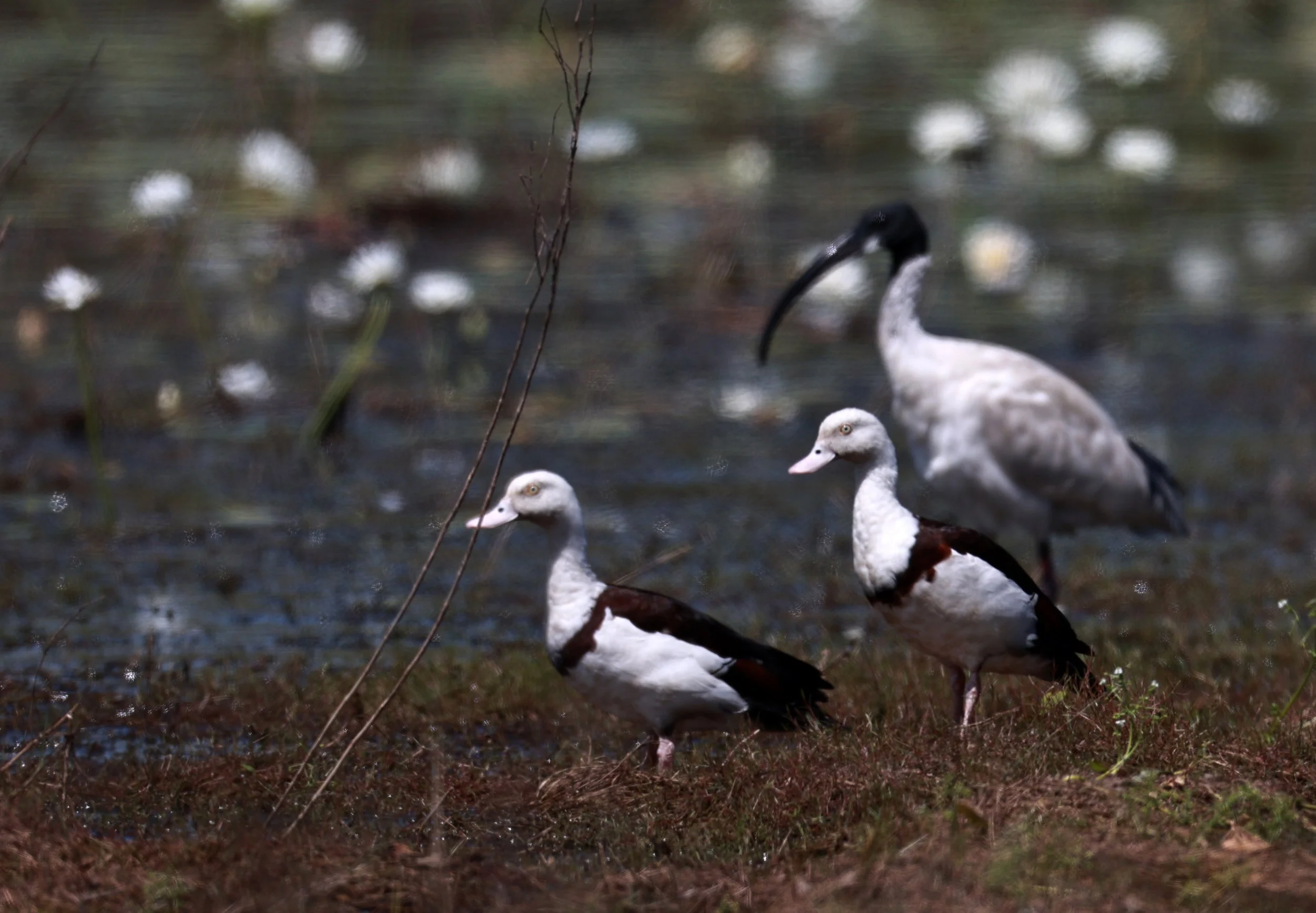 Radjah Shelduck (Tadorna radjah) & Australian Ibis (Threskiornis molucca)Anbangbang Billabong, Kakadu NP - Northern Territory (4).jpg
