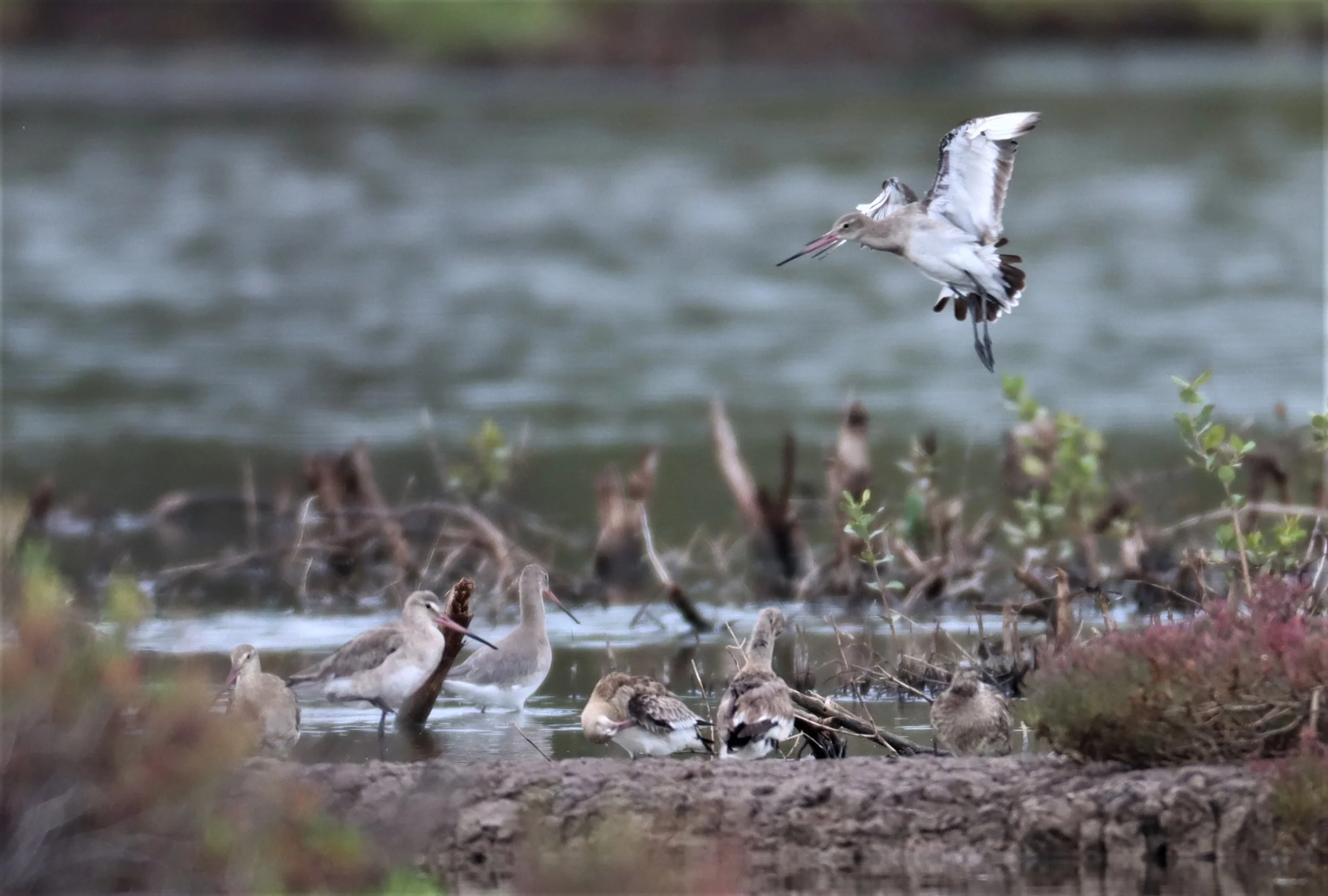 GODWIT - BLACK-TAILED GODWIT - Limosa limosa - WITH WHIMBRELS, REDSHANKS - BANG PU MANGROVE RESERVE SAMUT PRAKAN SEPT 5 2021 (1).jpg