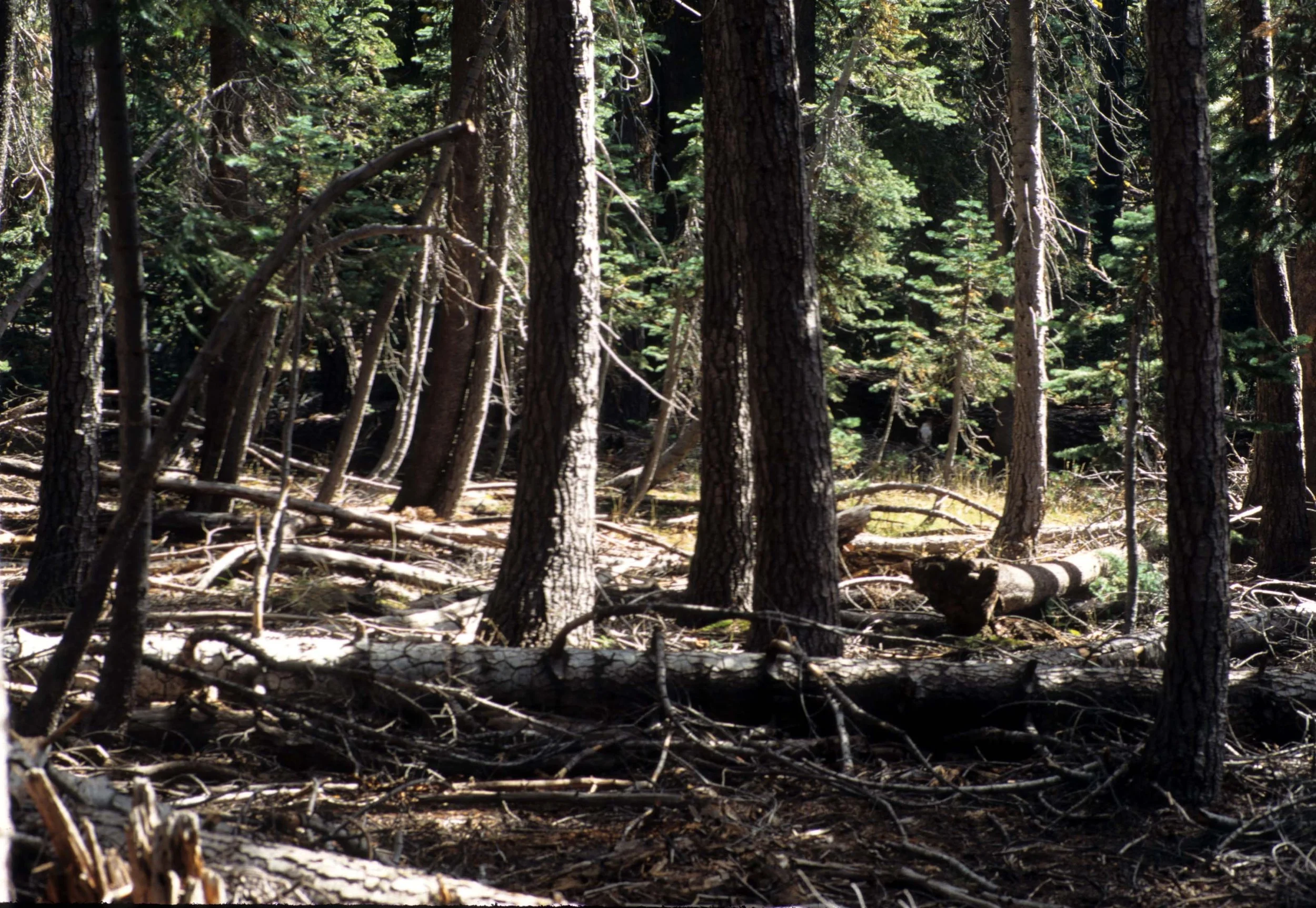 CALIFORNIA - SIERRA - FOREST CLUTTER.jpg