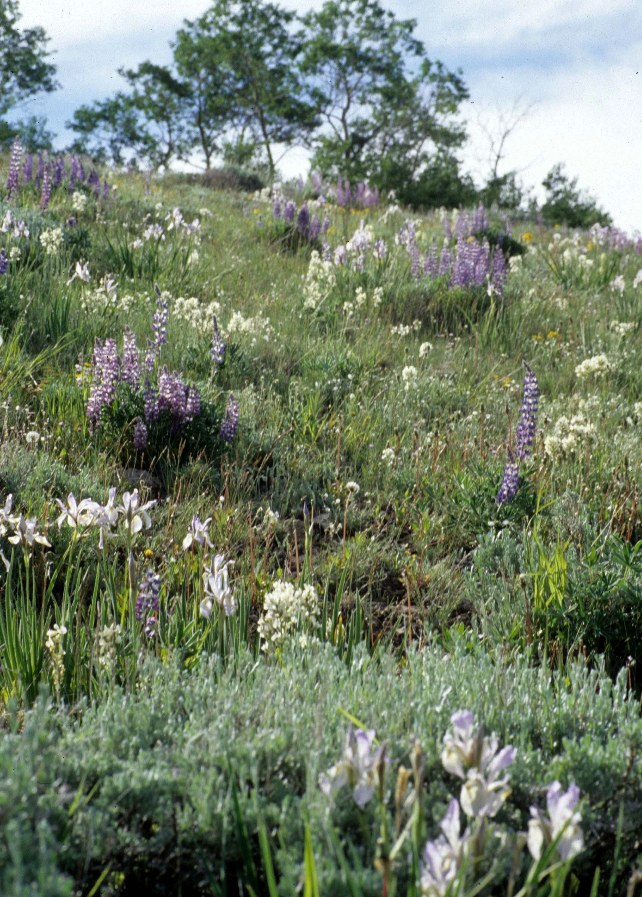 GREAT PLAINS - PLANT SPECIES E.jpg