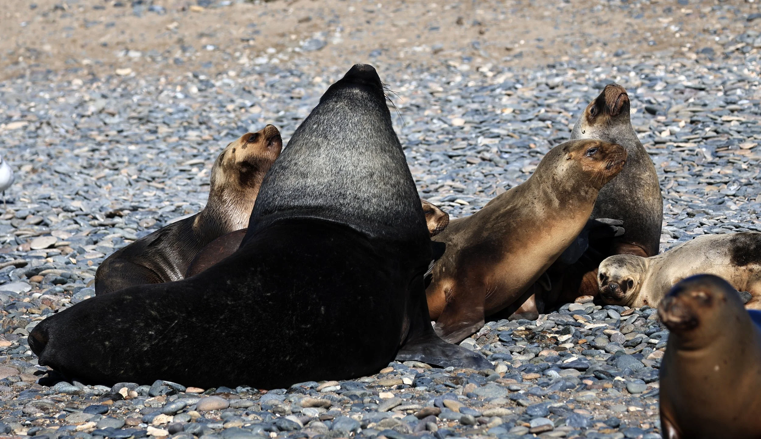 South American Sea Lion (Otaria flavescens) Puerto Rawson Argentina (45).jpg