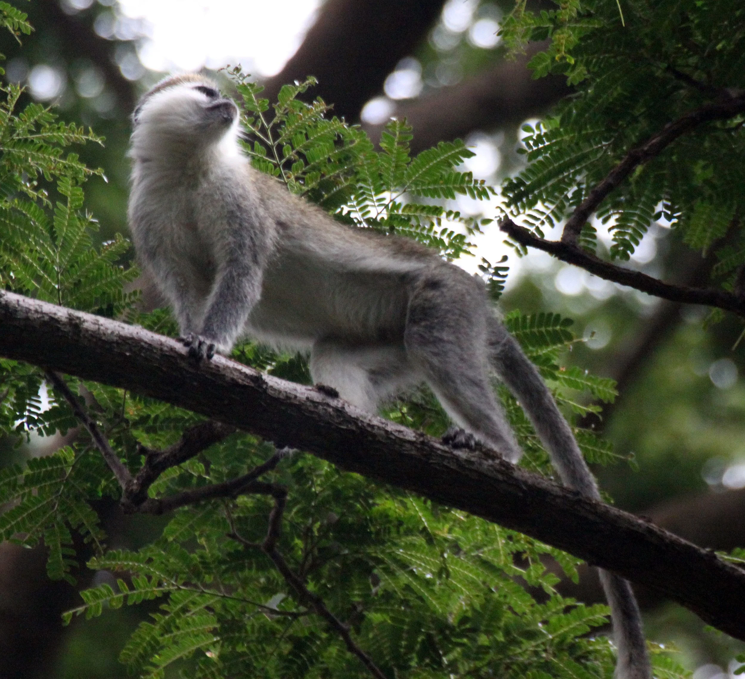 CERCOPITHECIDAE - Chlorocebus aethiops - GRIVET MONKEY - LANGANO LAKE ETHIOPIA (57).JPG