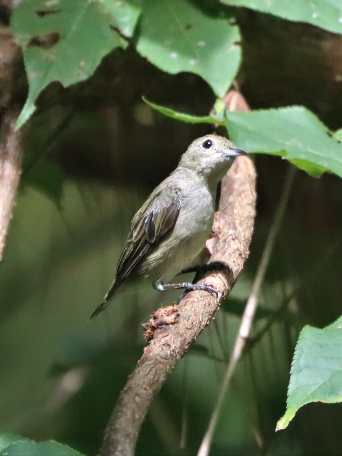 FLOWERPECKER - PLAIN FLOWERPECKER - Dicaeum minullum - DOI ANG KANG CHIANG MAI (11).jpg