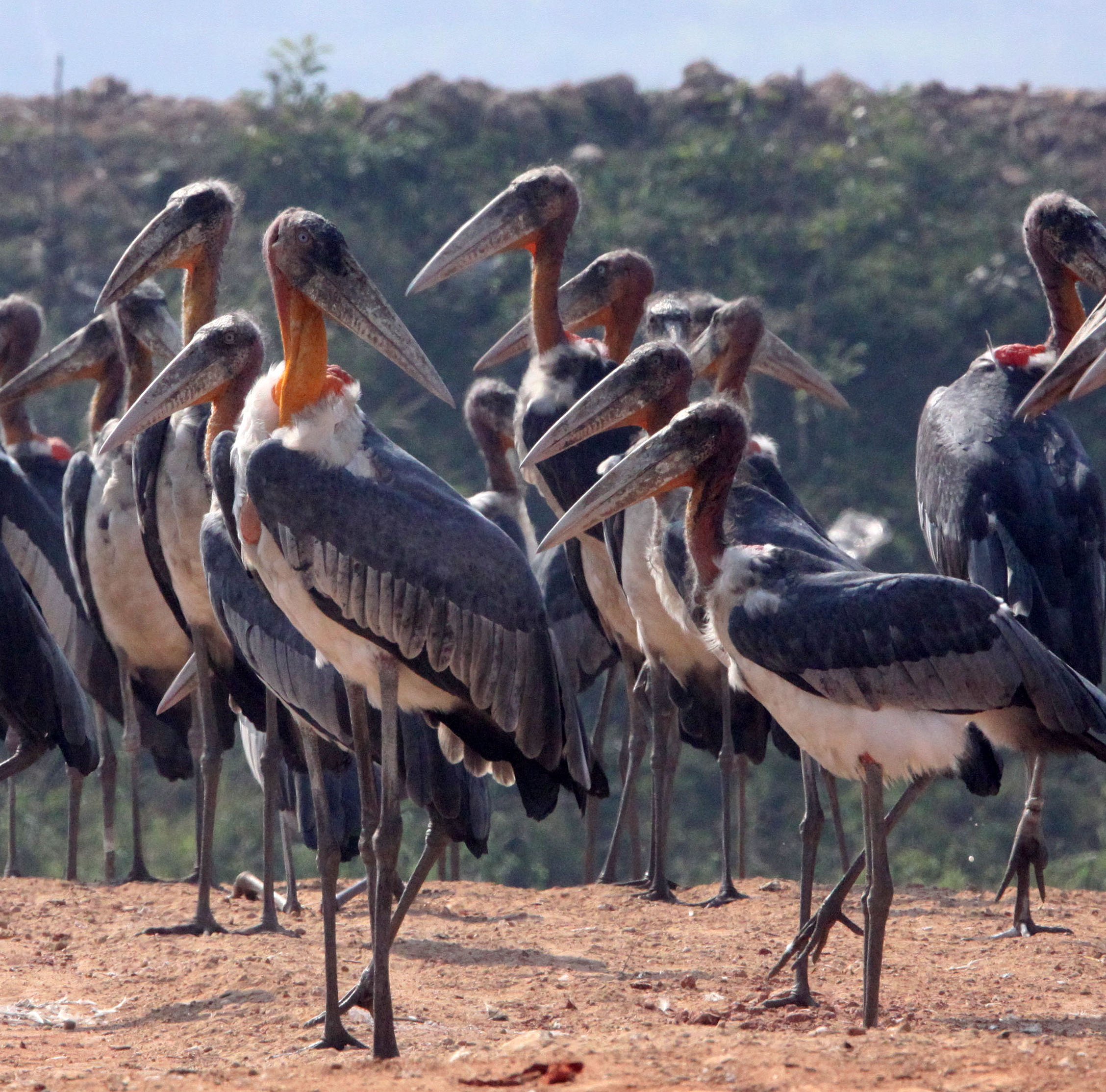 STORK - GREATER ADJUTANT STORK - Leptoptilos dubius - GUWAHATI DUMP ASSAM INDIA (7).JPG
