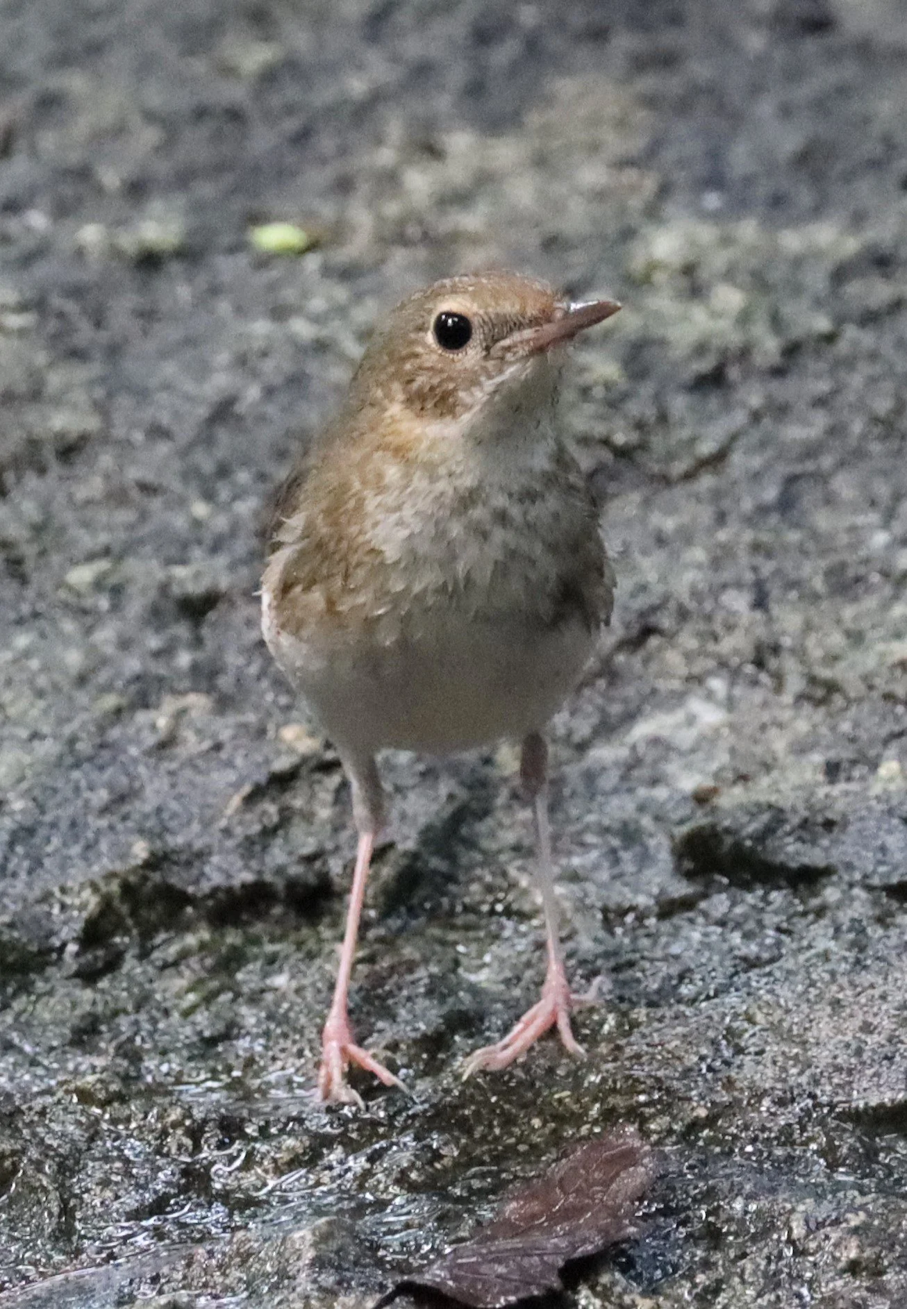 ROBIN - SIBERIAN BLUE ROBIN - Luscinia cyane - WAT THAM PRATHUN CHONBURI.jpg