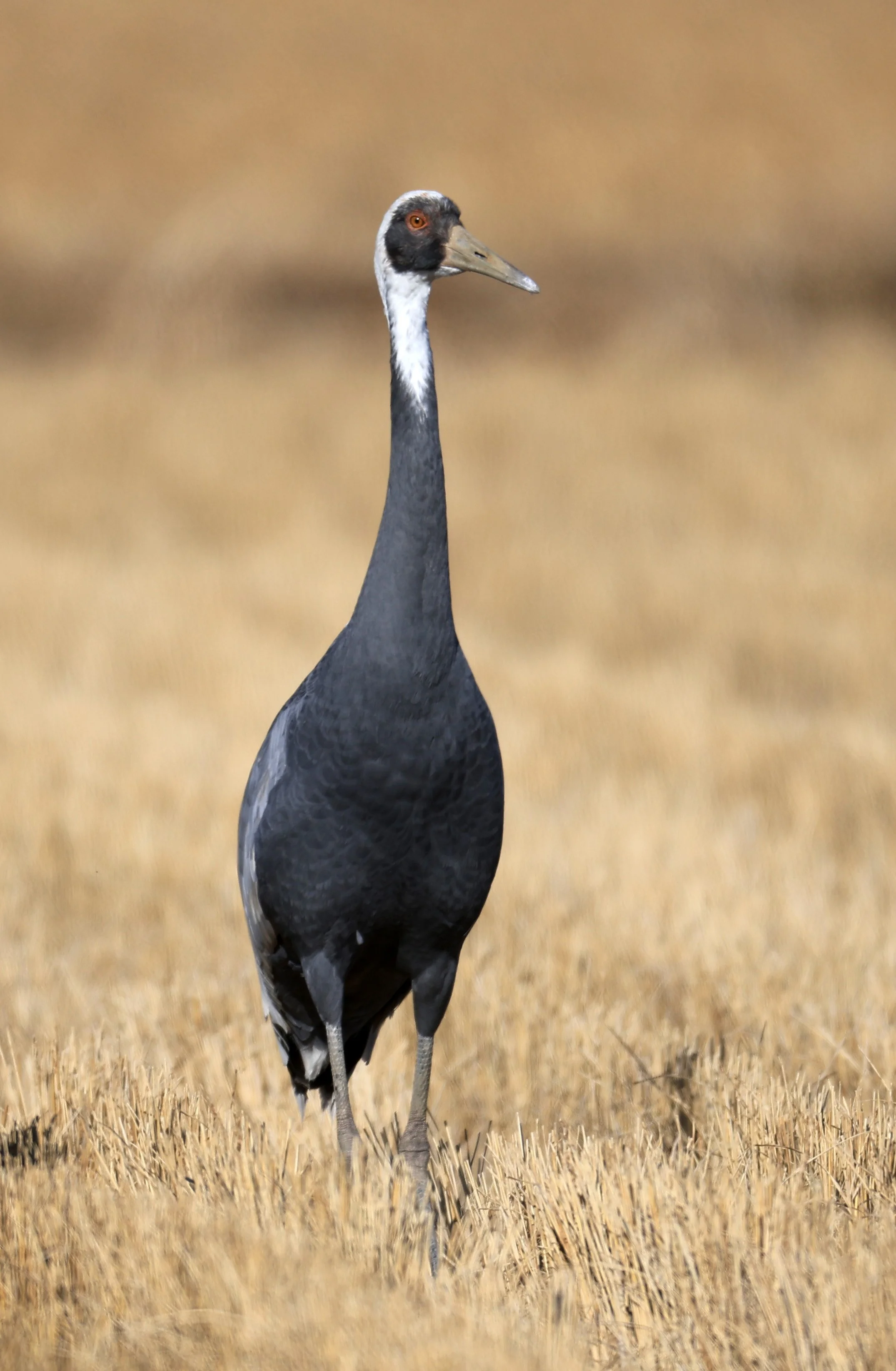 White-naped Crane (Antigone vipio) Izumi Crane Park & Center, Izumi Kagoshima Kyushu Japan  (19).jpg