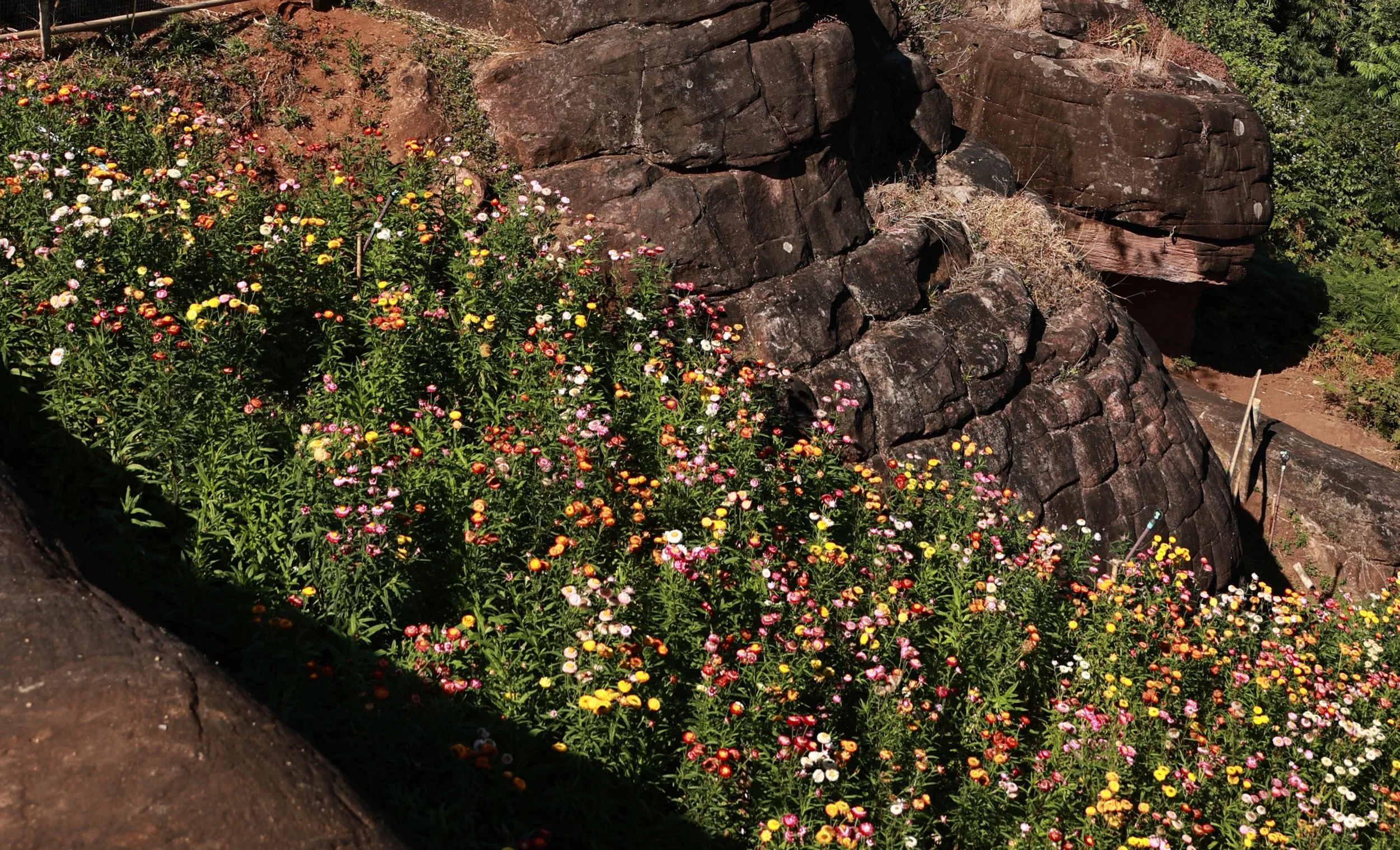 Phu Hin Rong Kla National Park Loei Province (10).jpg