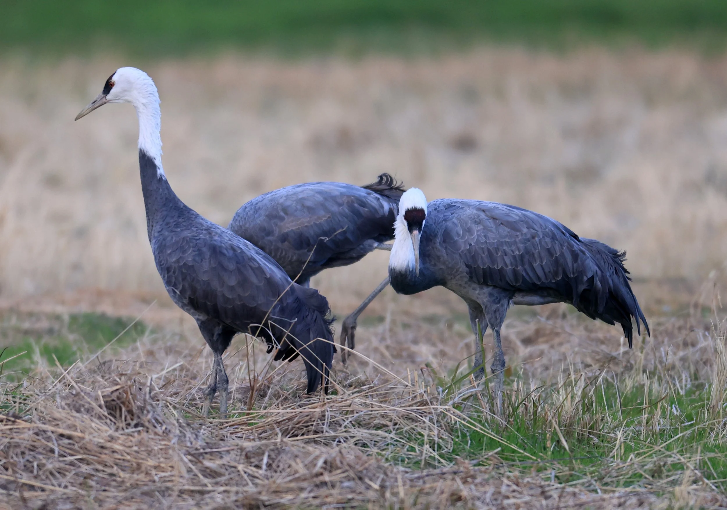 Hooded Crane (Grus monacha) Izumi Crane Park & Center, Izumi Kagoshima Kyushu Japan (11).jpg